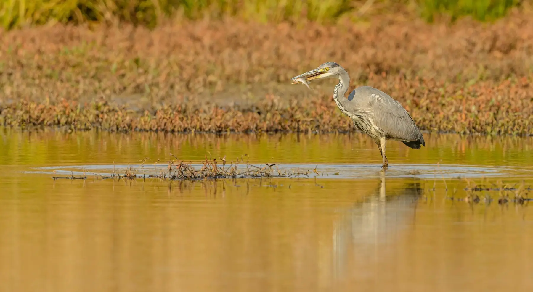 A grey heron standing in shallow water at a pond edge with prey held crosswise in its bill