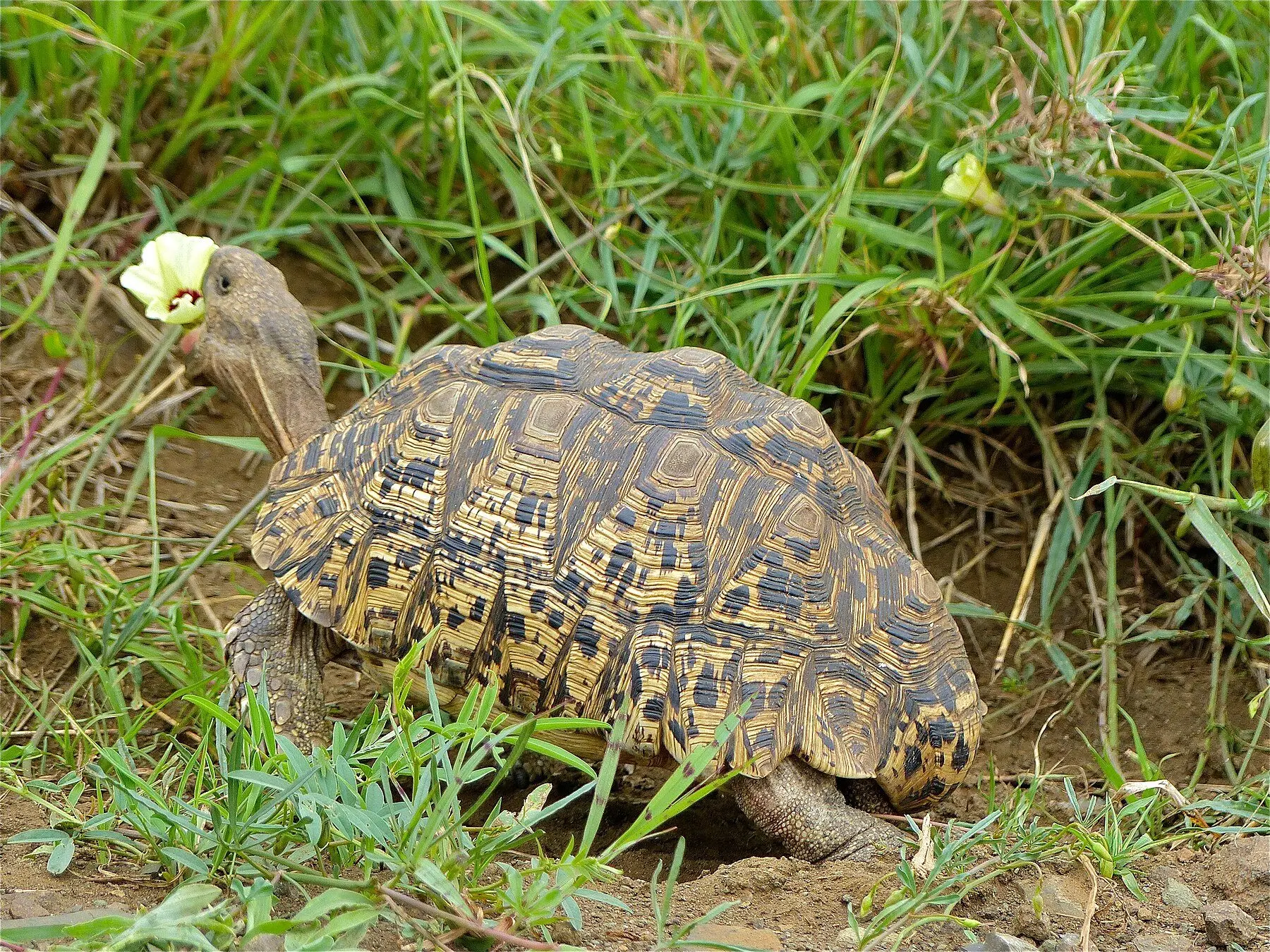 A leopard tortoise in rough grass with a pale hibiscus flower held in its mouth