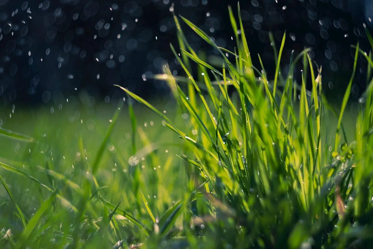Rain falling on fresh green grass blades, water beading on the leaves