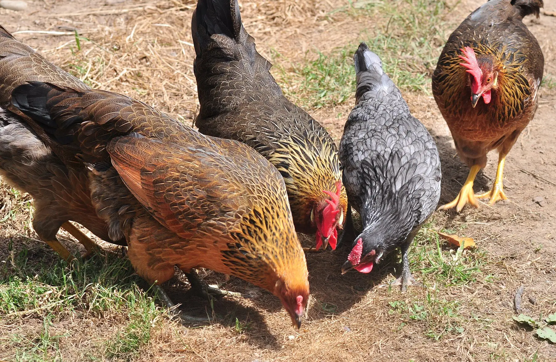 Brown Leghorn hens foraging on bare ground with a grey Blue Hamburg pullet among them