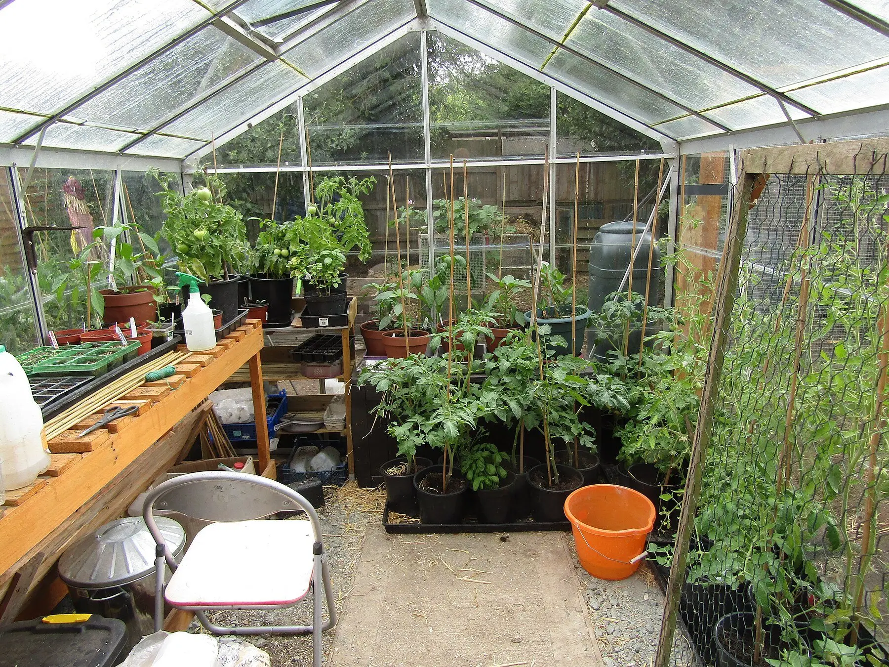 The inside of a domestic greenhouse with staked tomatoes, seed trays on the bench and a chair