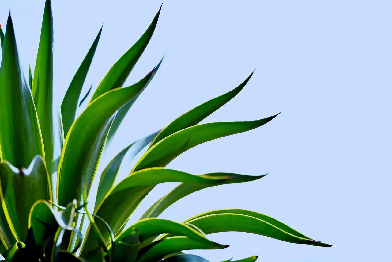 Agave plant