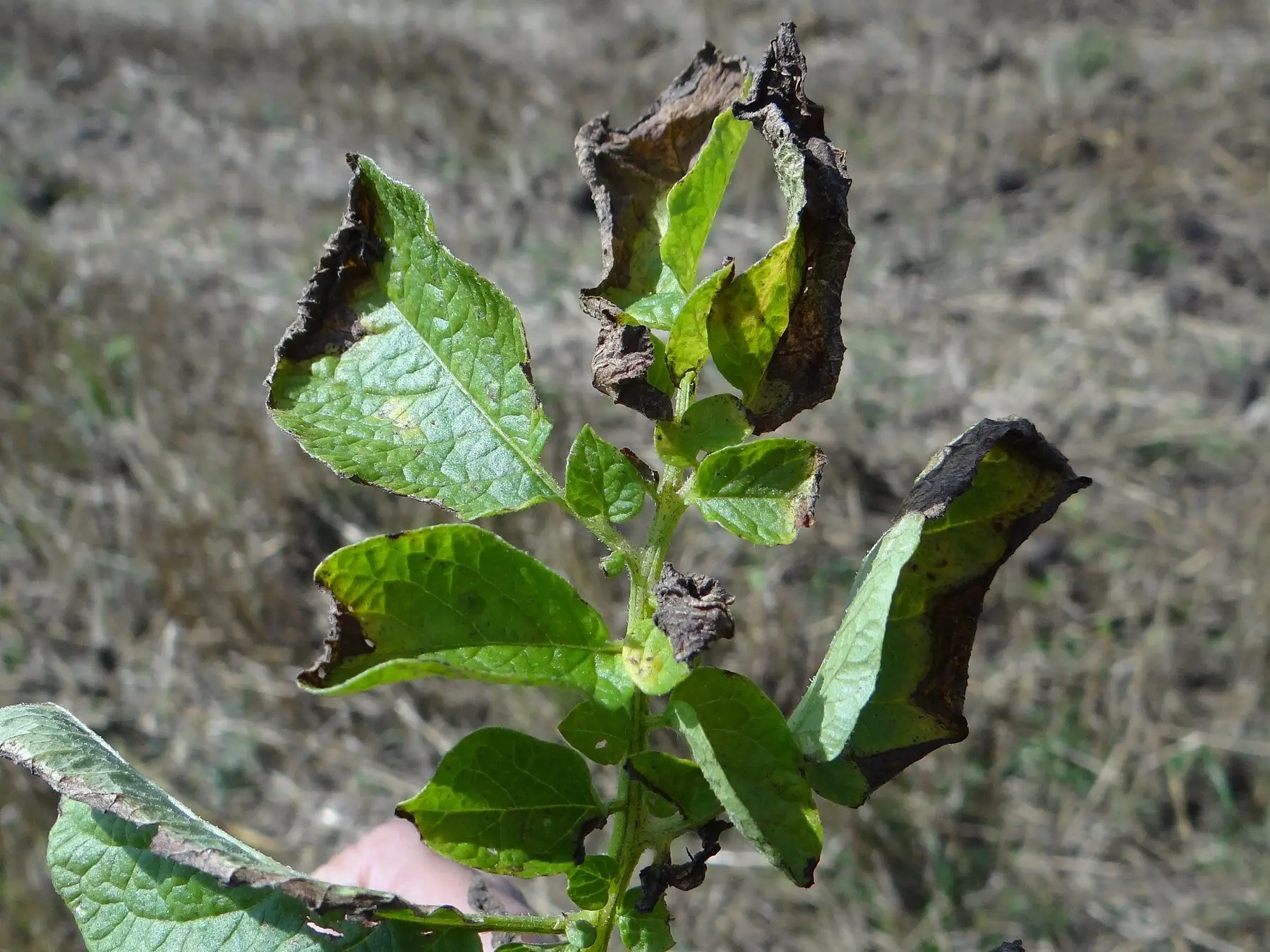 A potato shoot with late blight, blackened dead tissue spreading inward from the leaf margins through a yellowing edge into still-green leaf