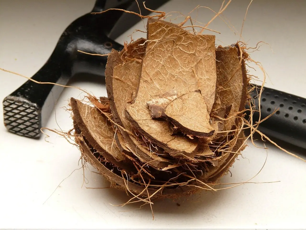 A coconut split open with a hammer, showing the fibrous husk inside