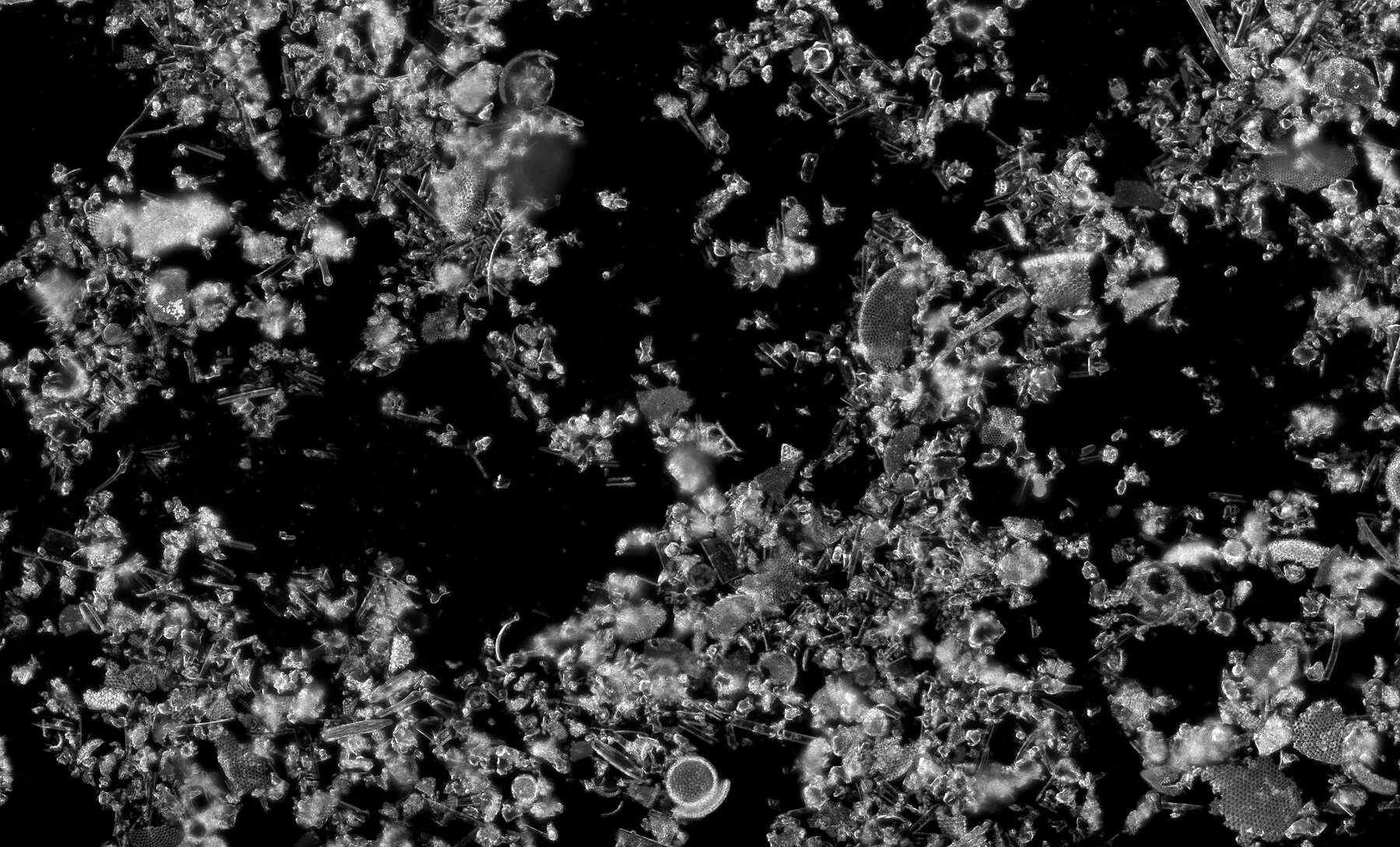 A dark-field micrograph of diatomaceous earth, showing jagged silica diatom shells against black