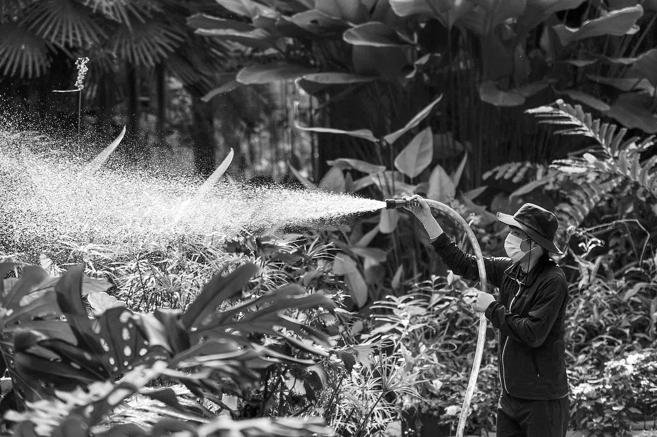 A worker in a sun hat and mask spraying a fine mist across dense foliage in a botanical garden
