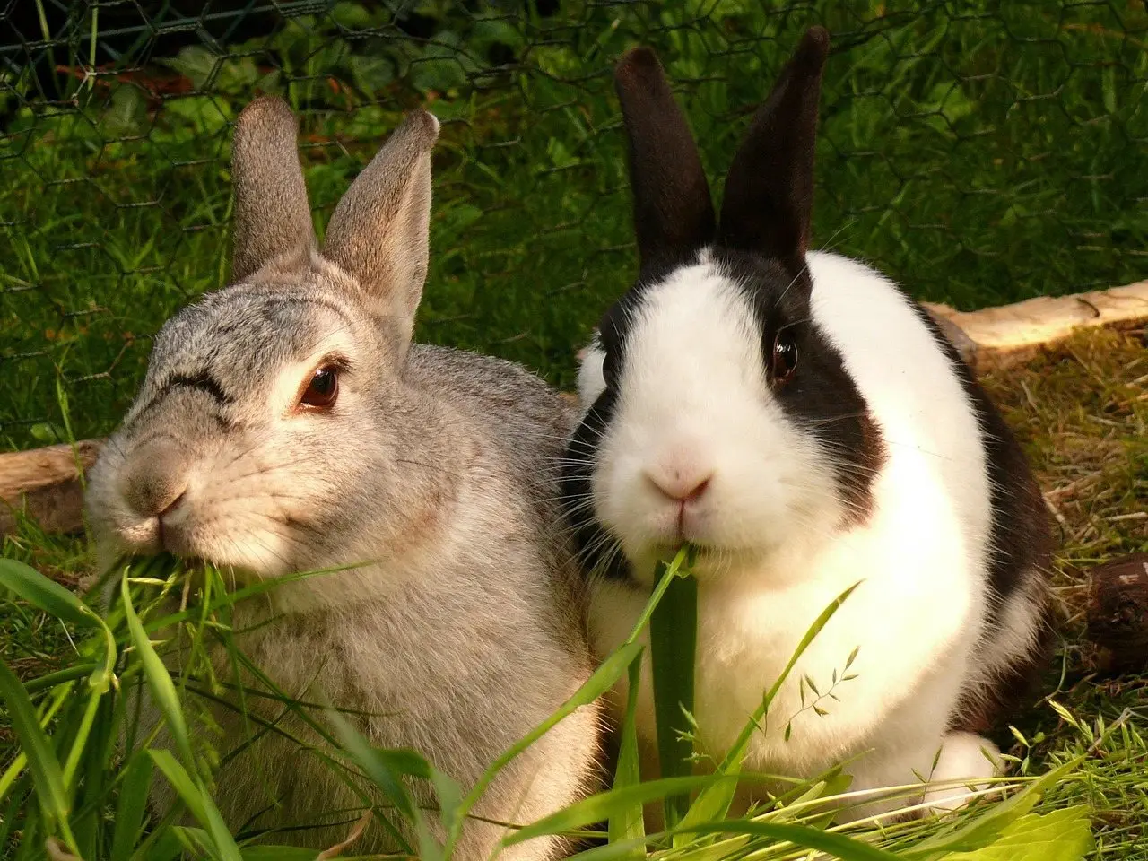 Two rabbits resting together in long grass
