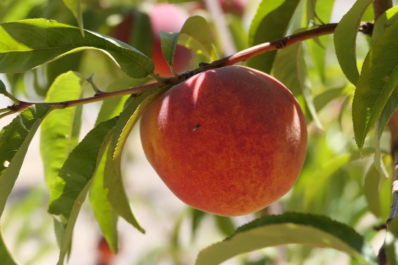 A ripe red-blushed peach hanging on a branch among the long leaves of a peach tree