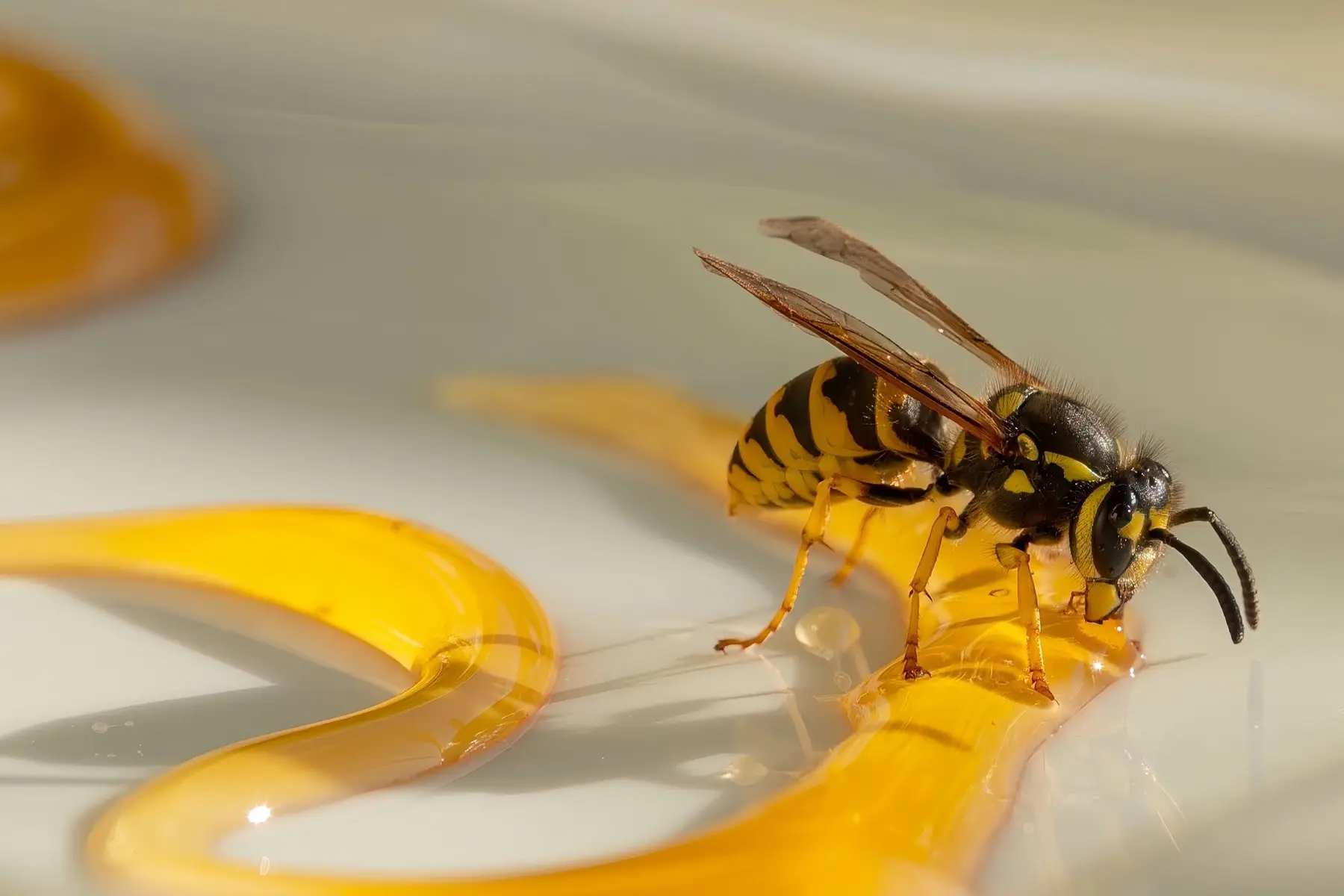 A common wasp, smooth and narrow-waisted, feeding on spilled honey on a plate