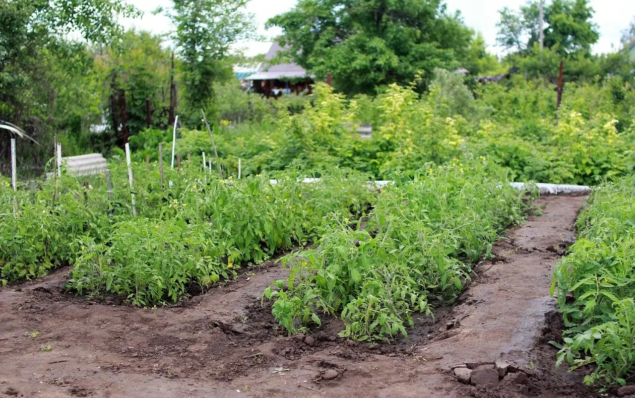 Rows of tomato plants growing in an open vegetable garden