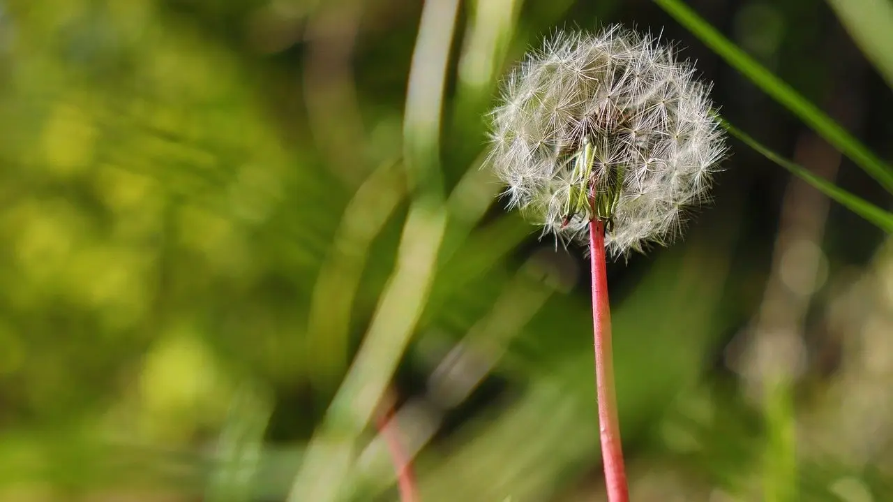 A dandelion seedhead on its stem among green grass blades