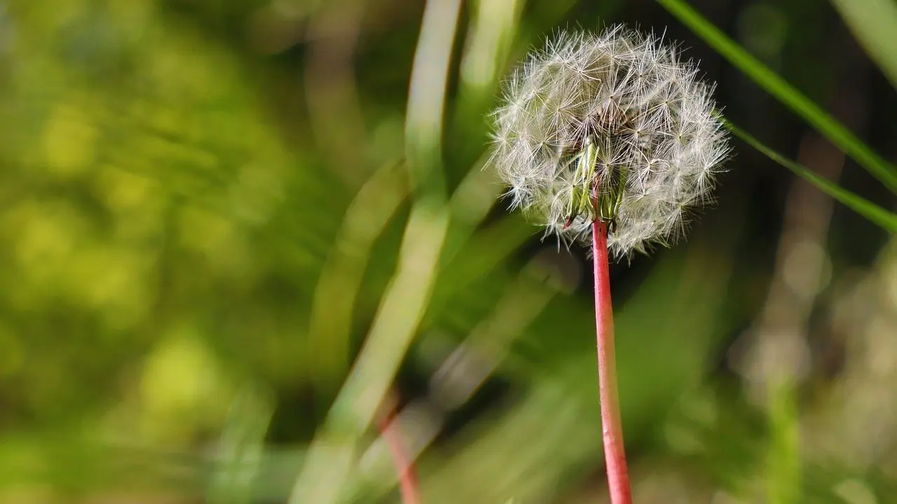 A dandelion seedhead on its stem among green grass blades