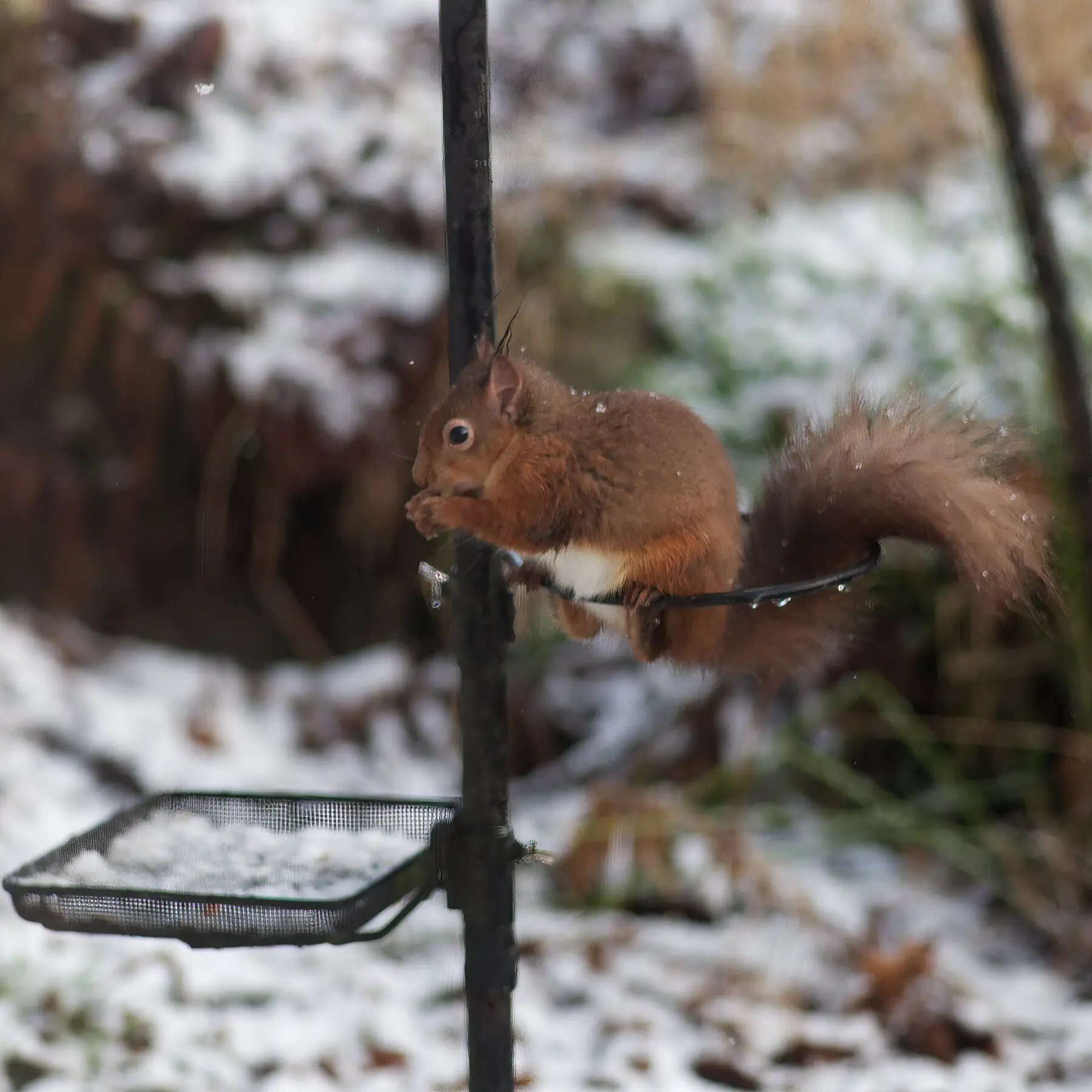A squirrel holding a nut in both front paws