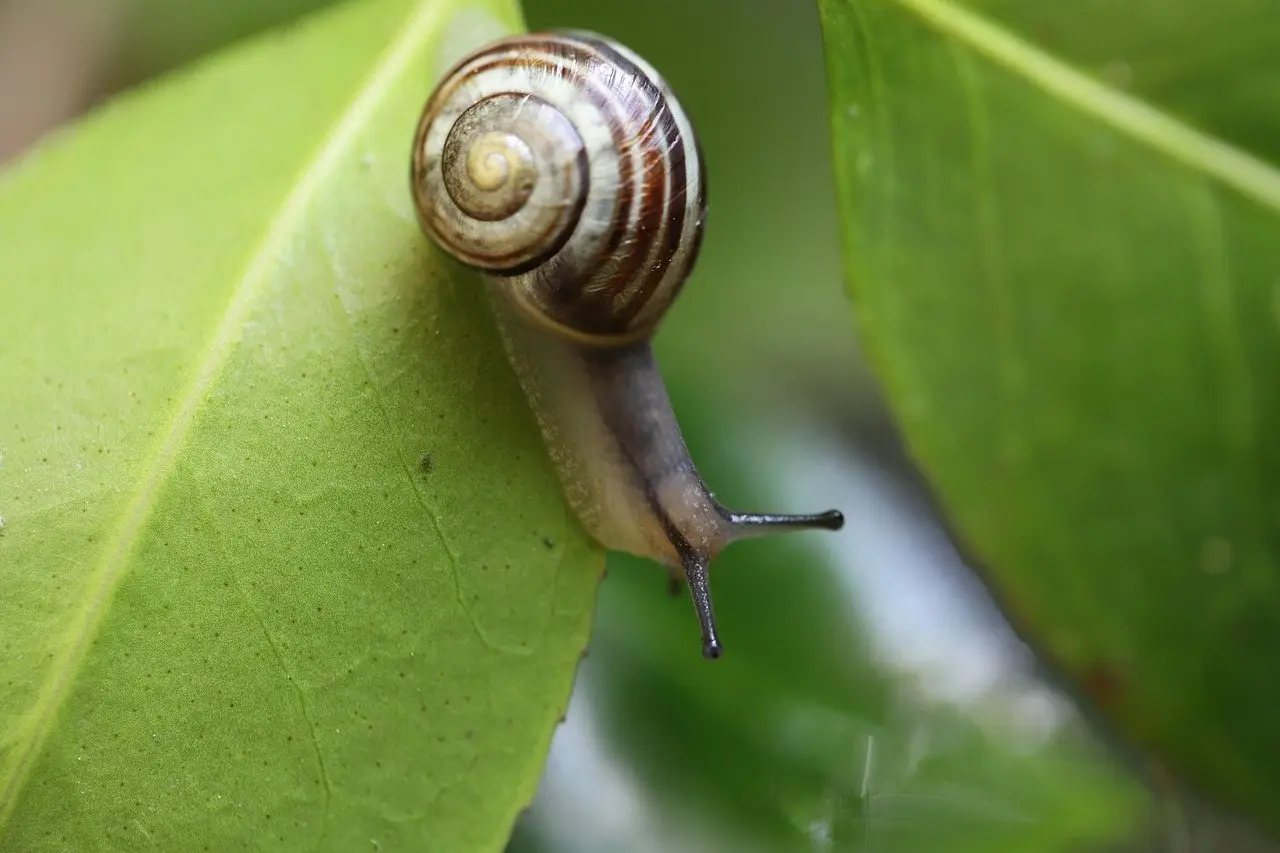 A banded garden snail crawling along the edge of a glossy green leaf