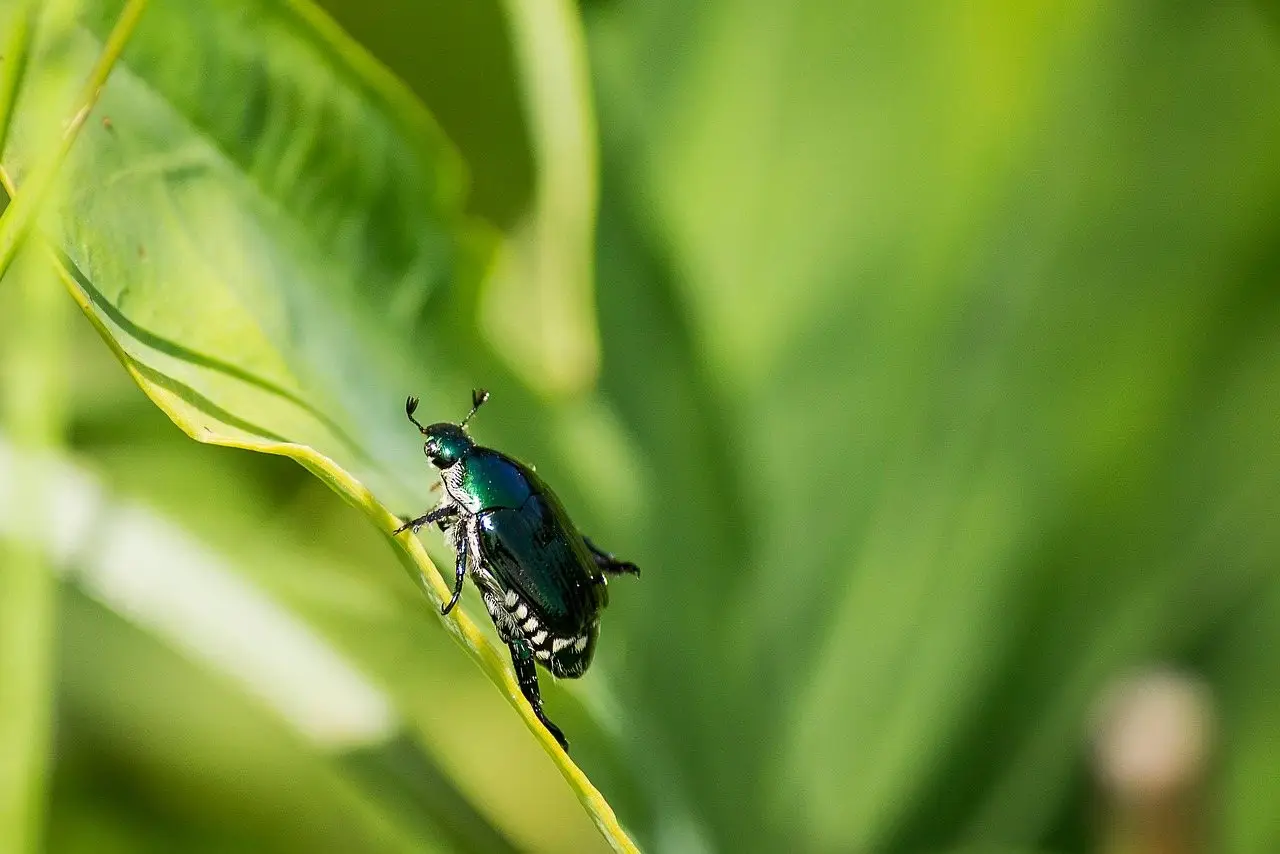 A metallic green and copper Japanese beetle clinging to a green leaf
