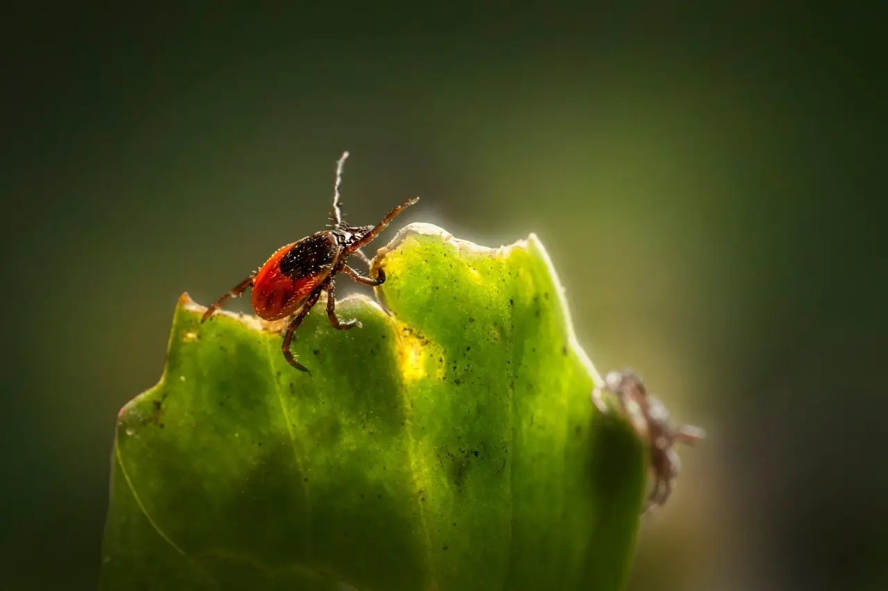 A tick with a red-brown body gripping the serrated edge of a green leaf