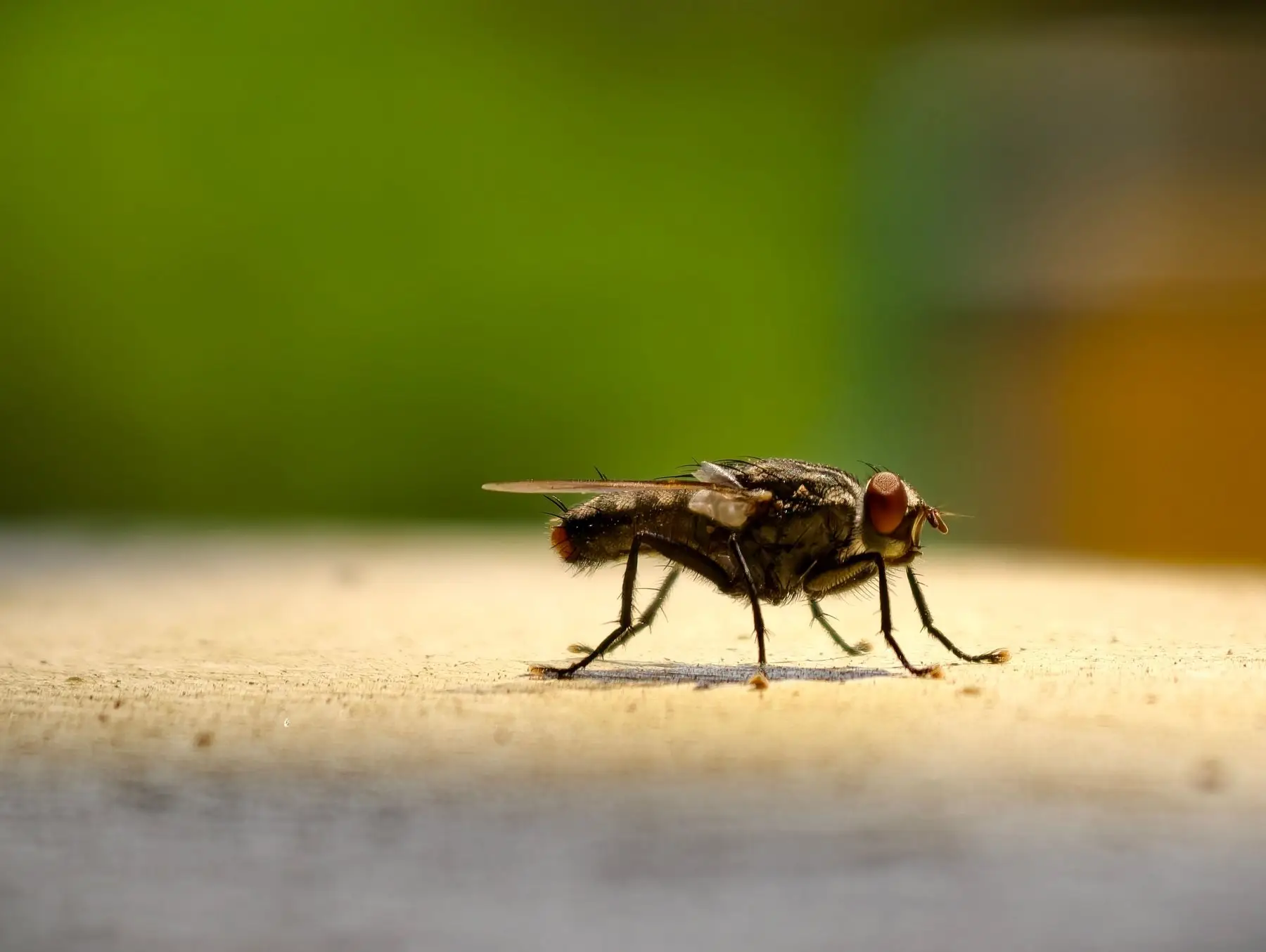 A housefly in profile on a sunlit wooden table top against blurred green foliage