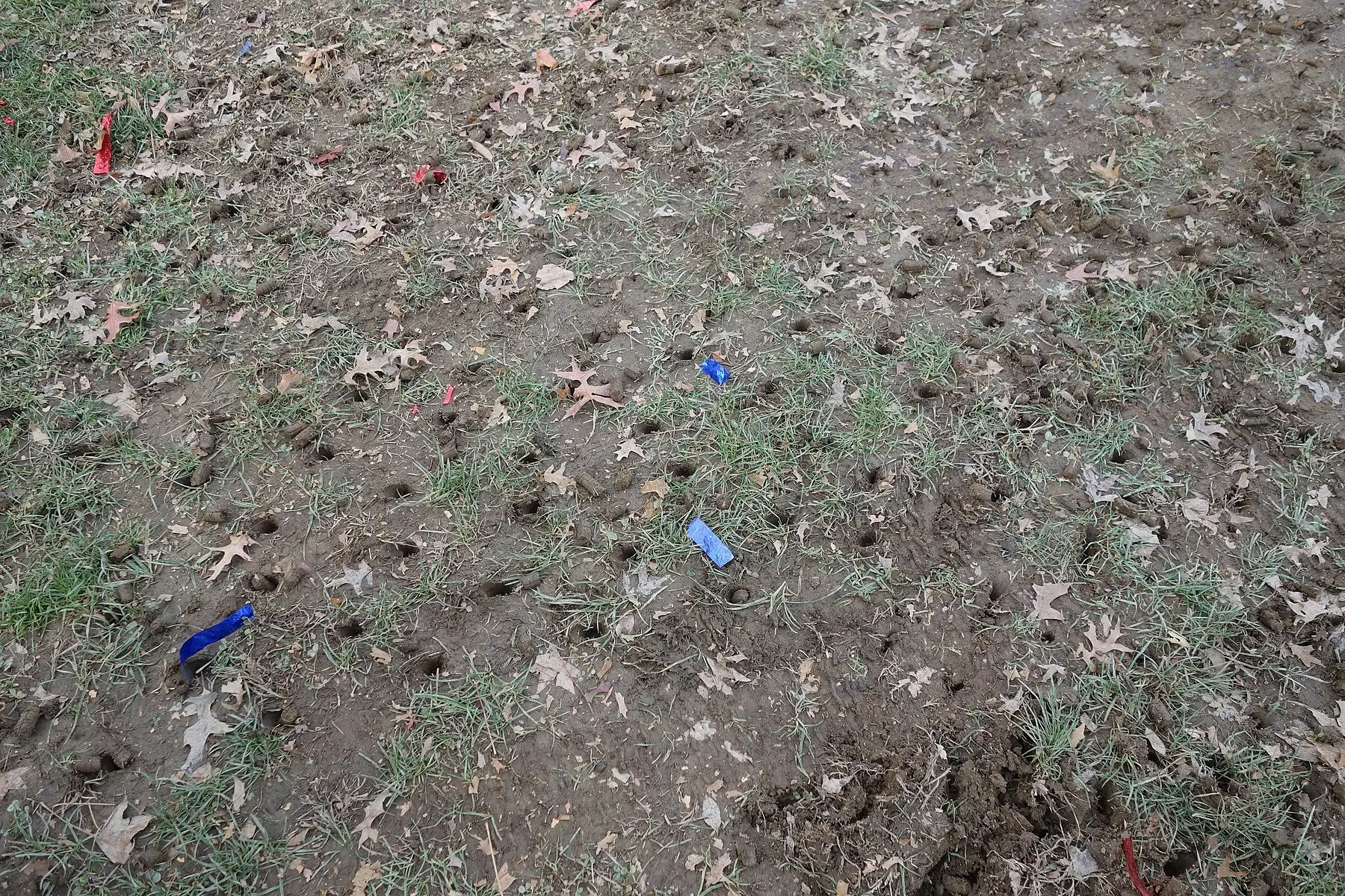 Freshly core-aerated turf, with open holes in rows and soil plugs left lying on the surface