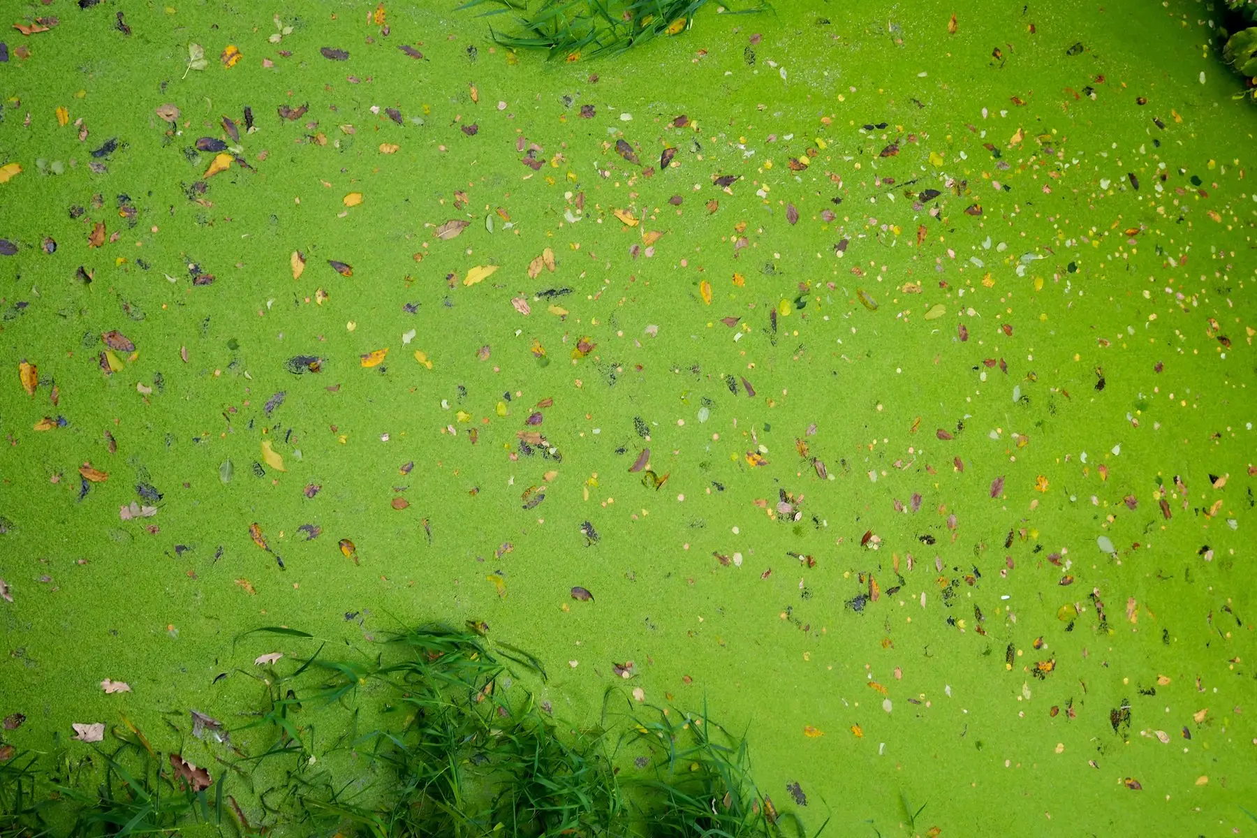A neglected pond surface completely covered by a dense mat of duckweed with fallen autumn leaves on top