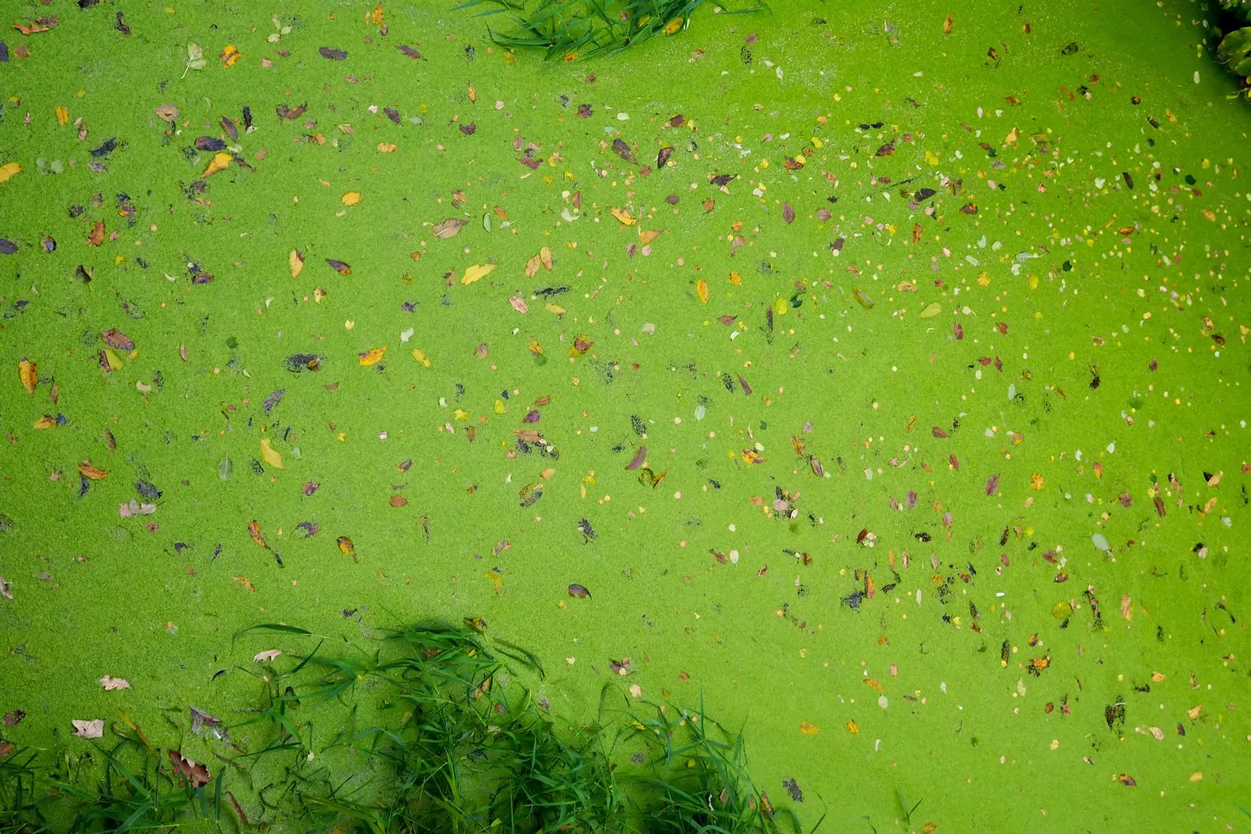 A neglected pond surface completely covered by a dense mat of duckweed with fallen autumn leaves on top