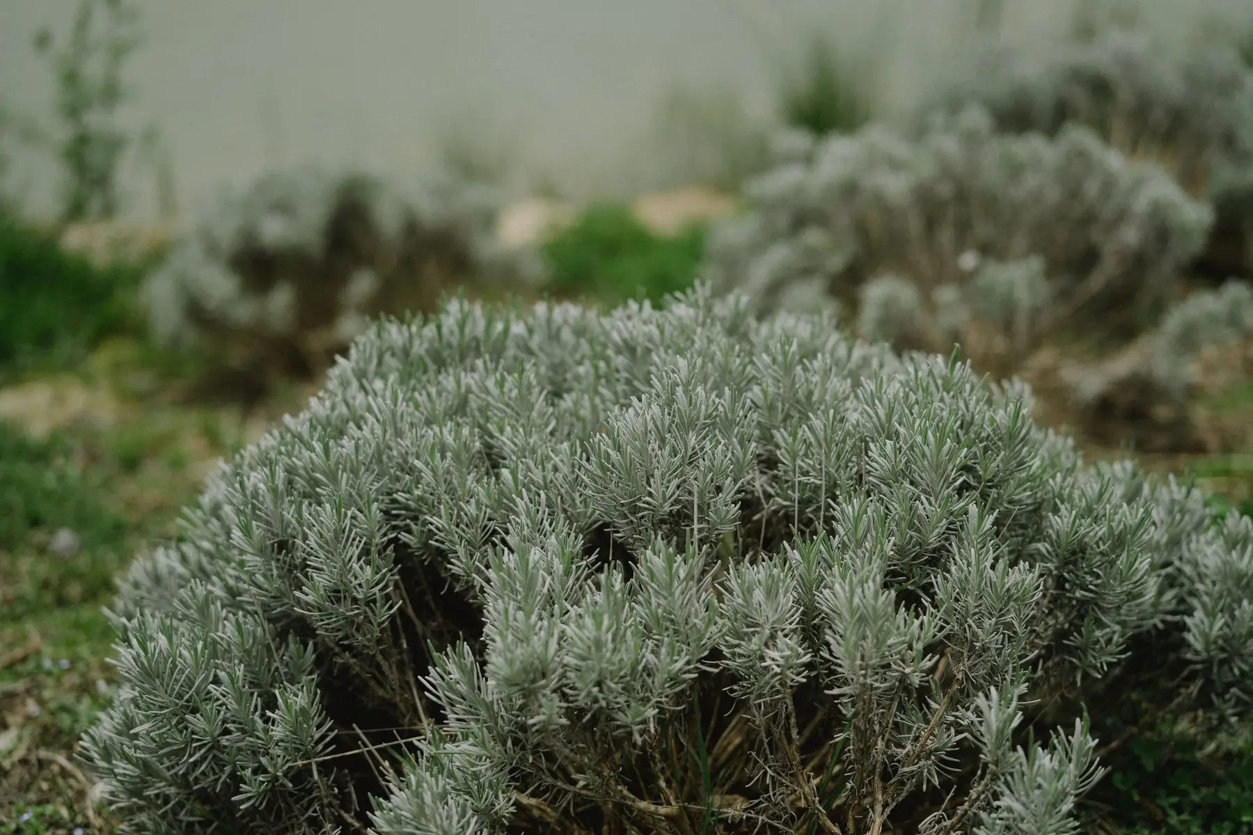 A lavender bush out of flower, dense grey-green needle foliage above a woody base