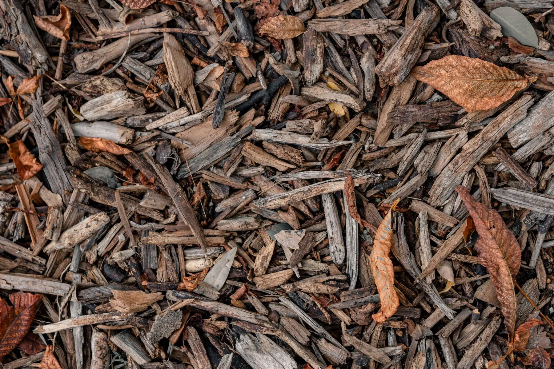 Weathered wood-chip mulch gone grey and splintered, with dry fallen leaves settled into it