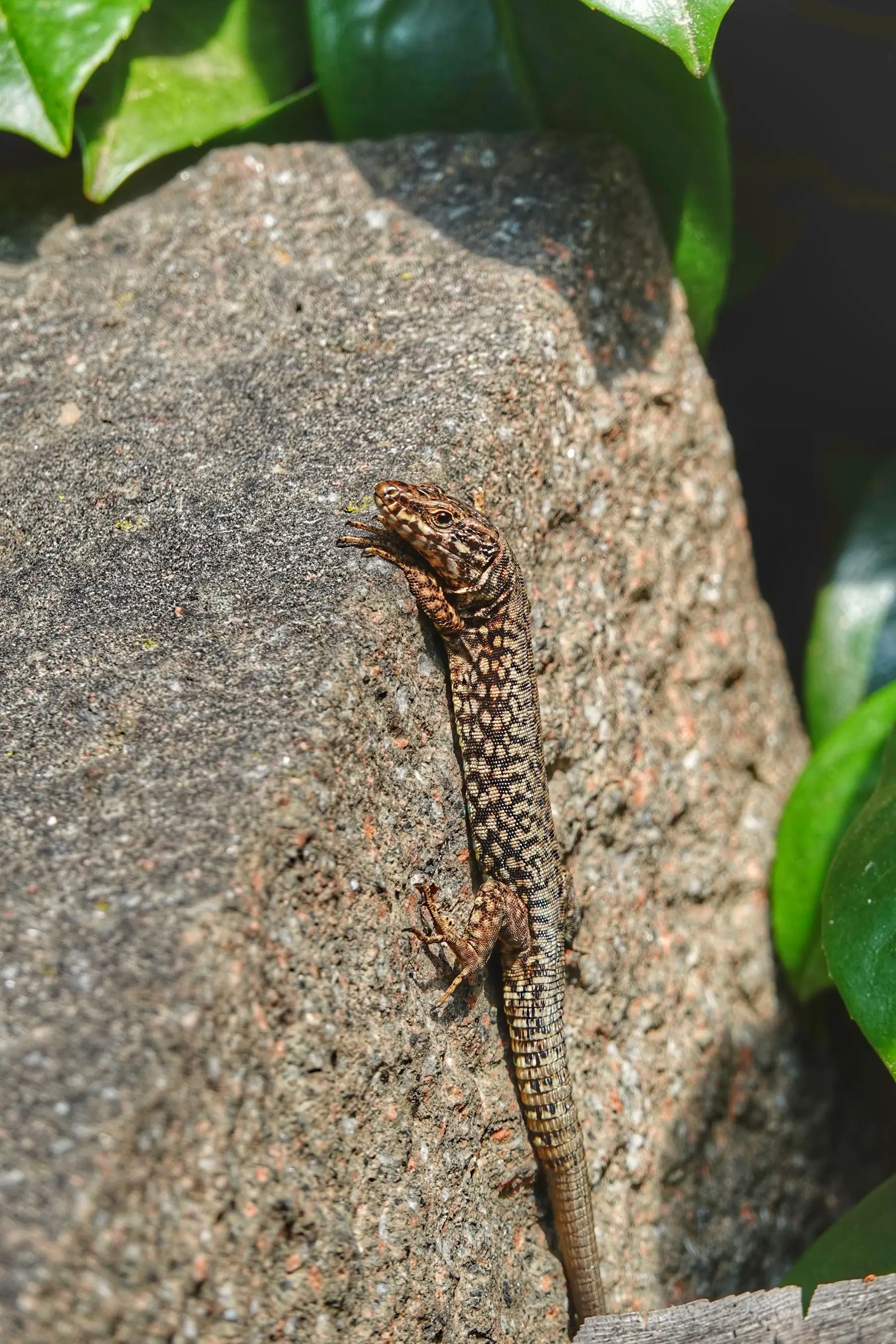 A common wall lizard on a rough stone block beside dark green foliage