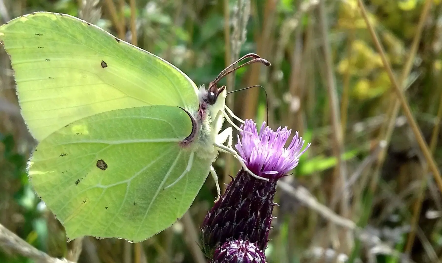 A brimstone butterfly feeding from a thistle flower