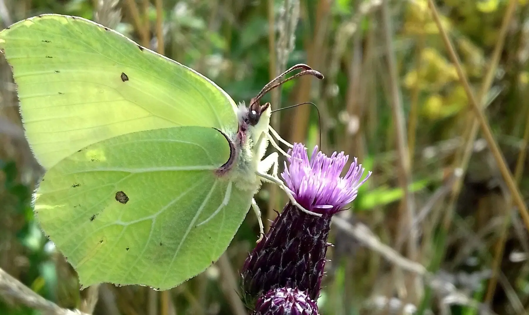 A brimstone butterfly feeding from a thistle flower