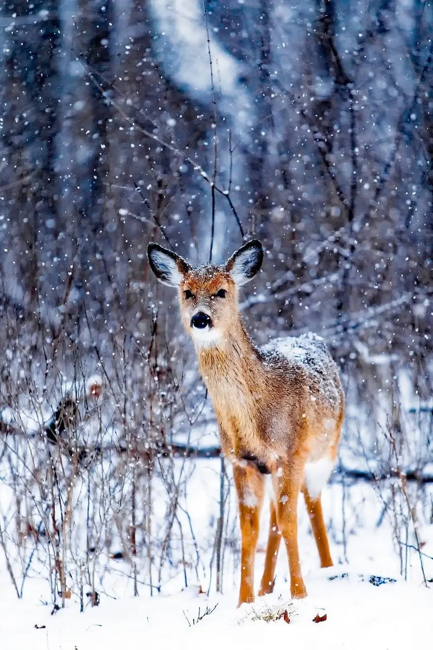 A young deer standing in falling snow at the edge of woodland