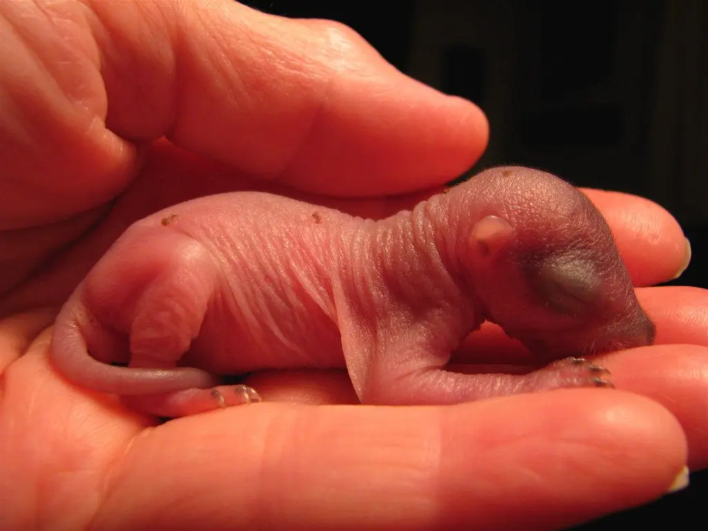 A hairless newborn squirrel, eyes still closed, lying cupped in a person's hand