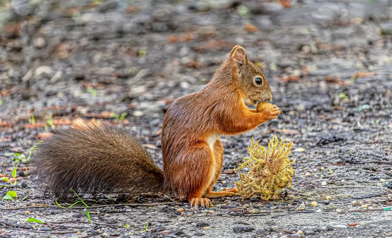 A red squirrel sitting on gravel holding a nut in both paws