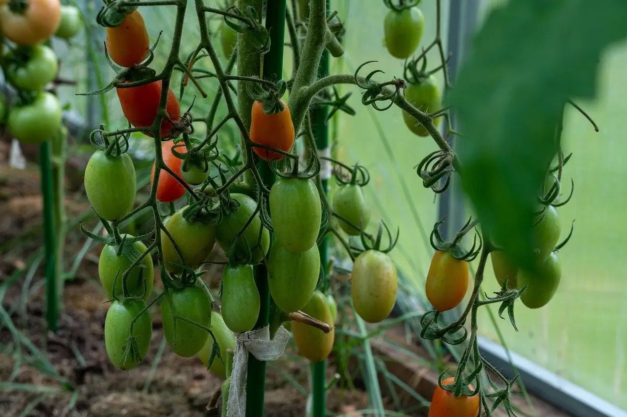 Trusses of ripening plum tomatoes on supported vines inside a greenhouse