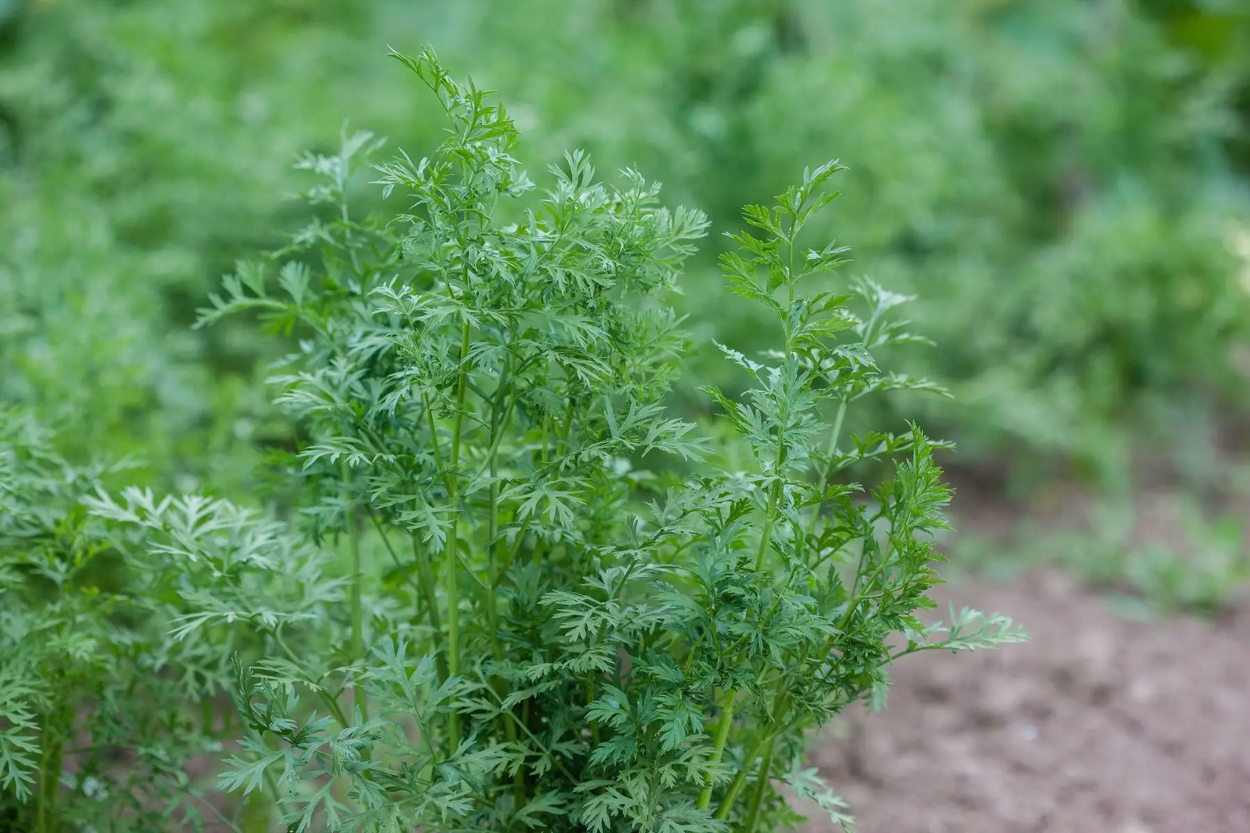 Carrot tops growing in a garden row, feathery green foliage above bare soil