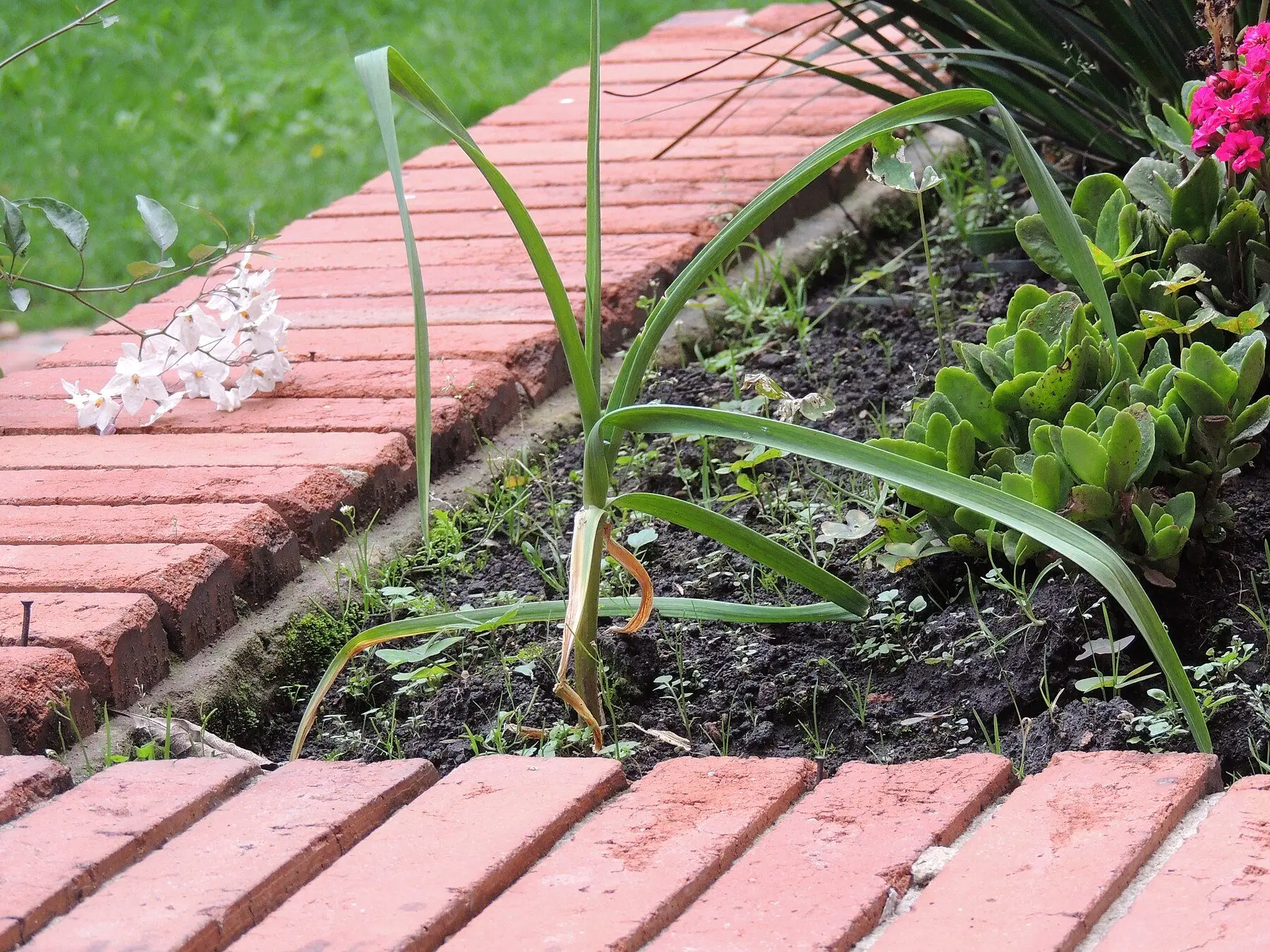 A garlic plant growing in a narrow strip of soil between brick paths, sharing the bed with a succulent and flowering plants