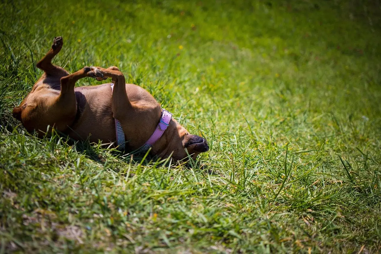 A brown dog rolling on its back in long green grass