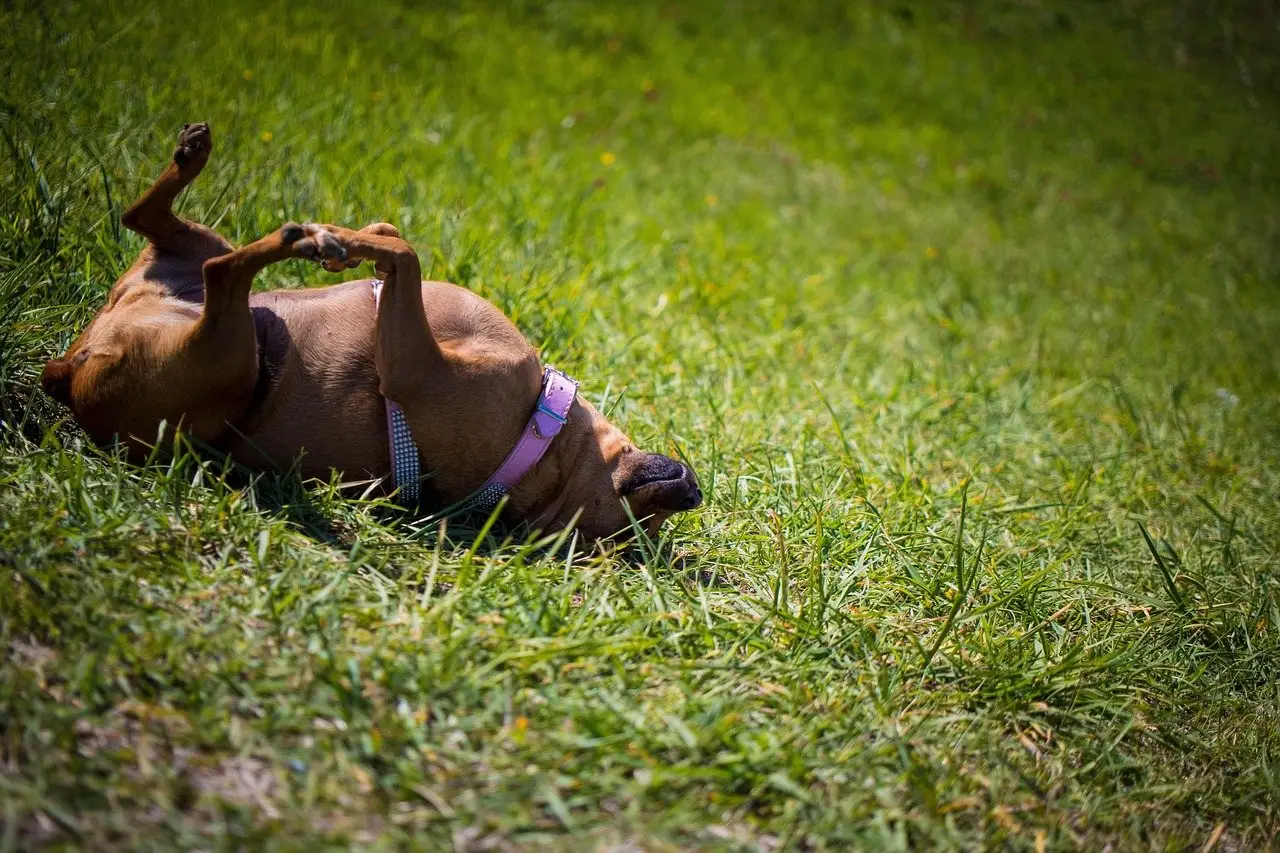 A brown dog rolling on its back in long green grass