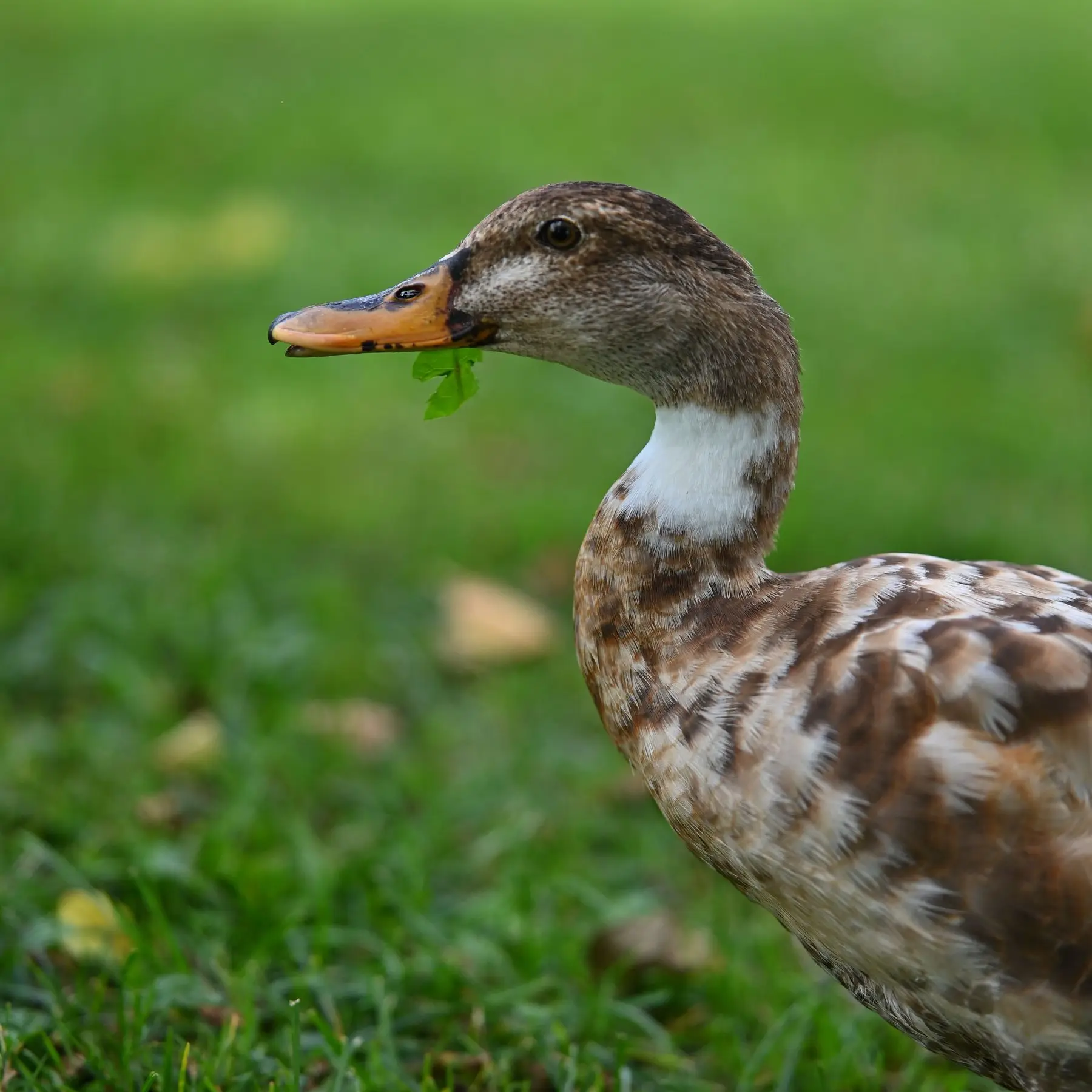 A brown and white duck on grass holding a green leaf crosswise in its bill