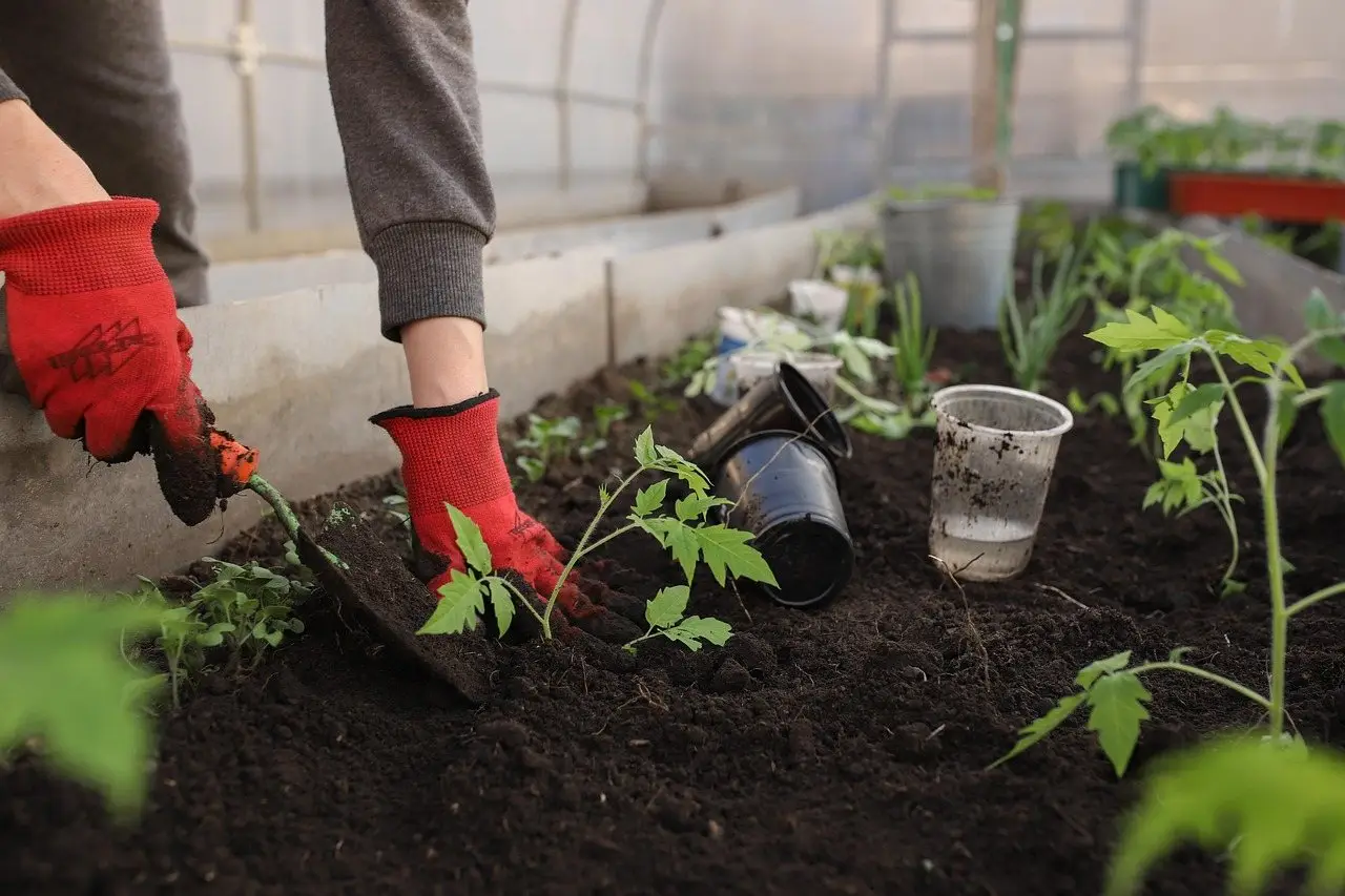 Vegetable garden beds
