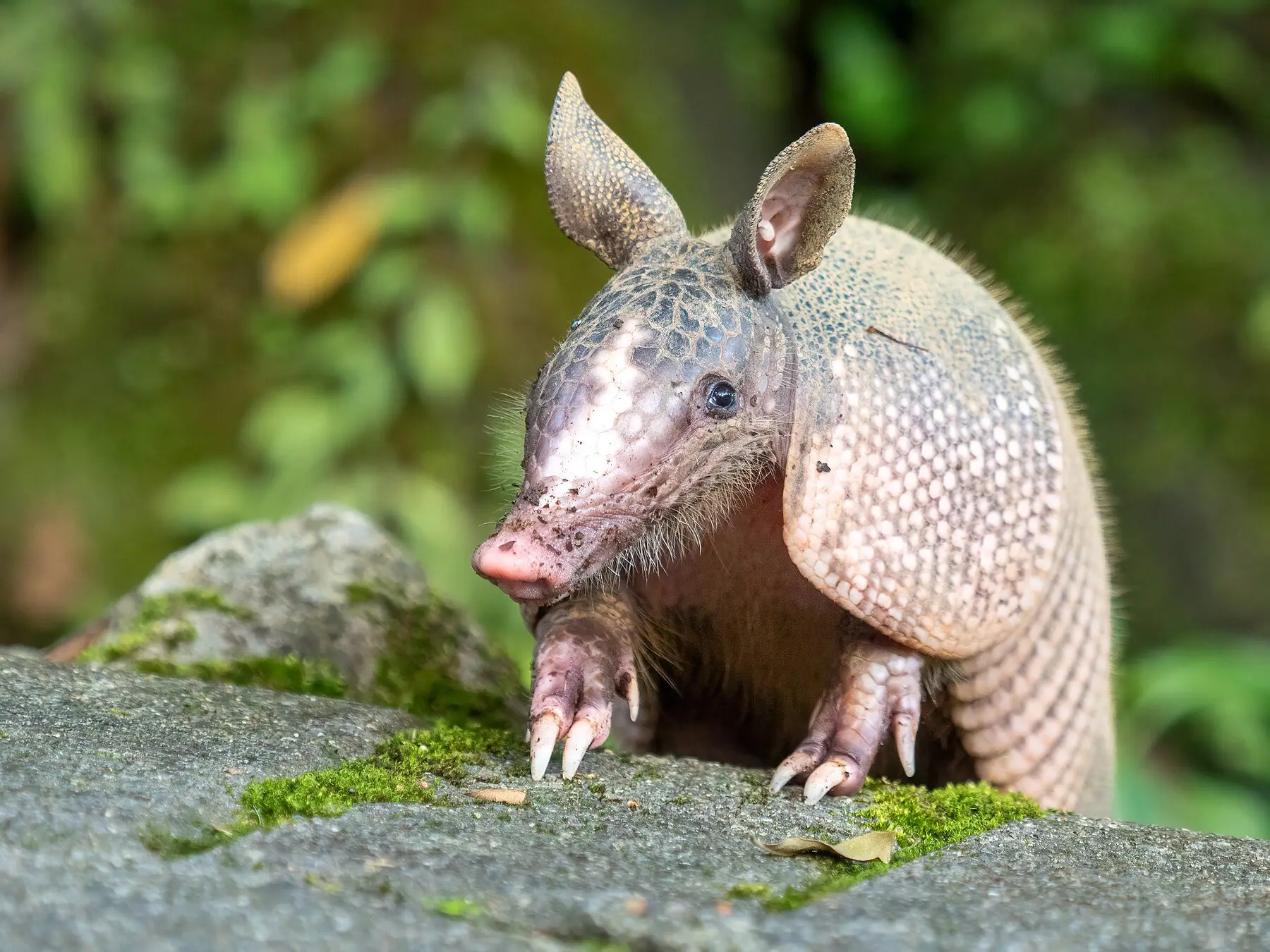 A nine-banded armadillo foraging in leaf litter