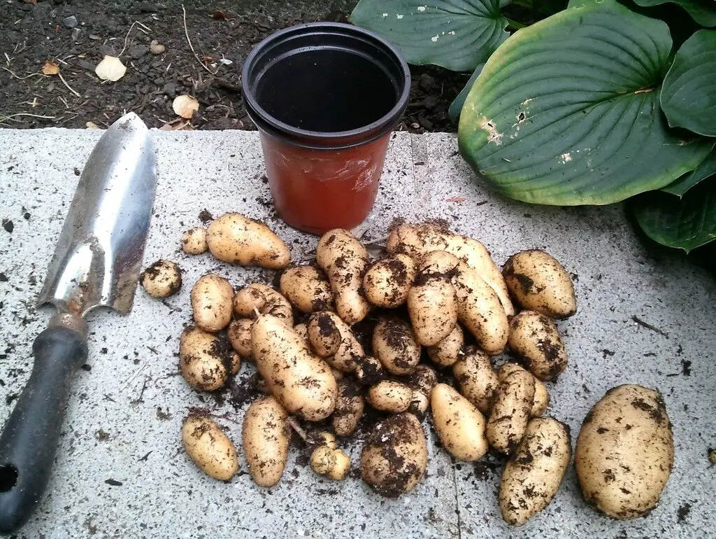 Freshly dug new potatoes still crusted with soil, beside a trowel on a garden path