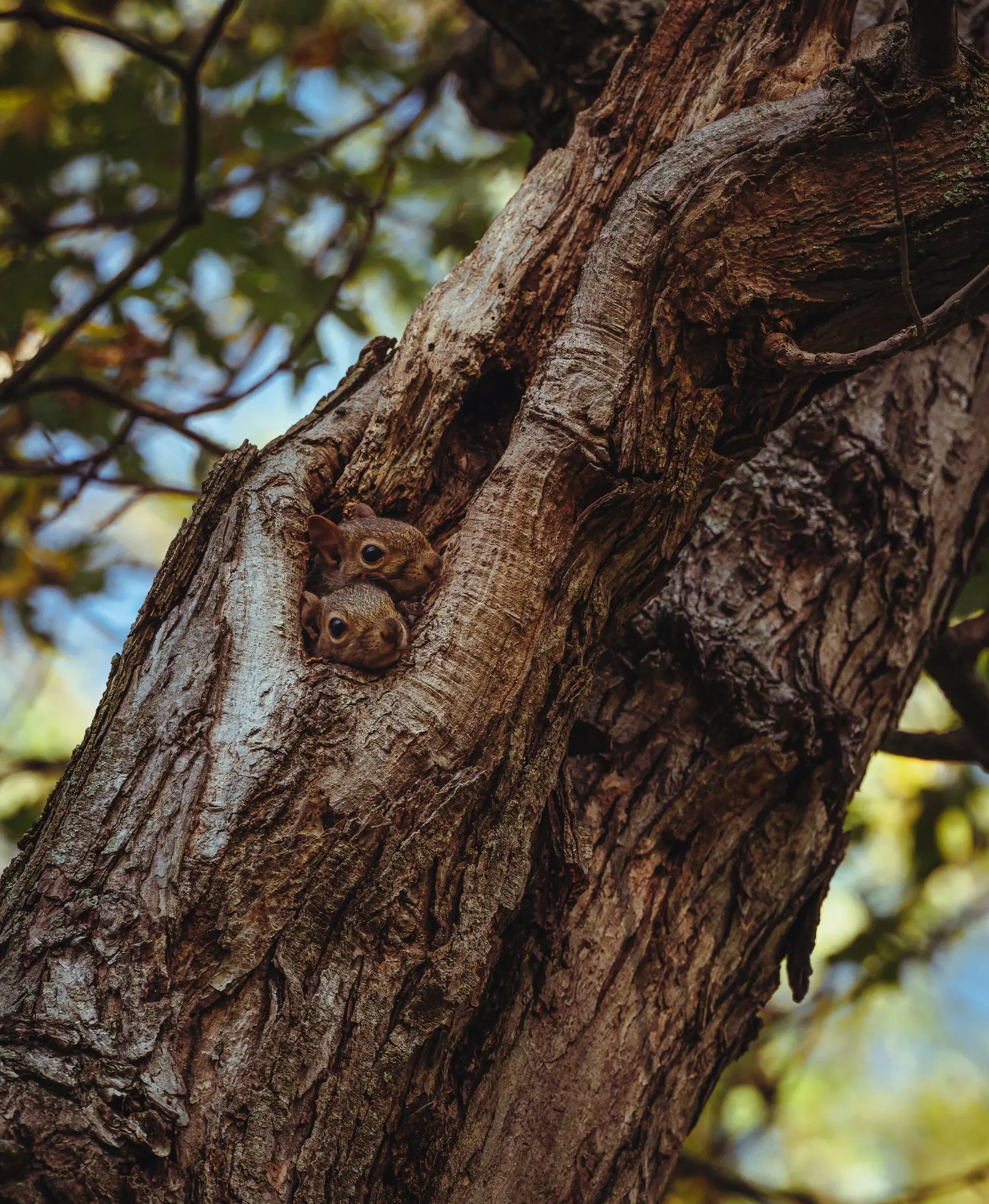 Two young squirrels peering out of a hole high in a tree trunk