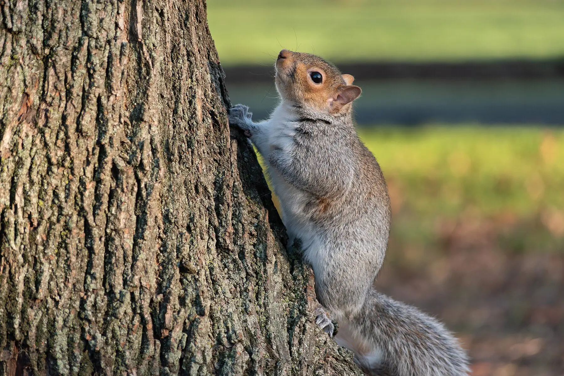 A grey squirrel clinging partway up a broad tree trunk, looking upward into the canopy