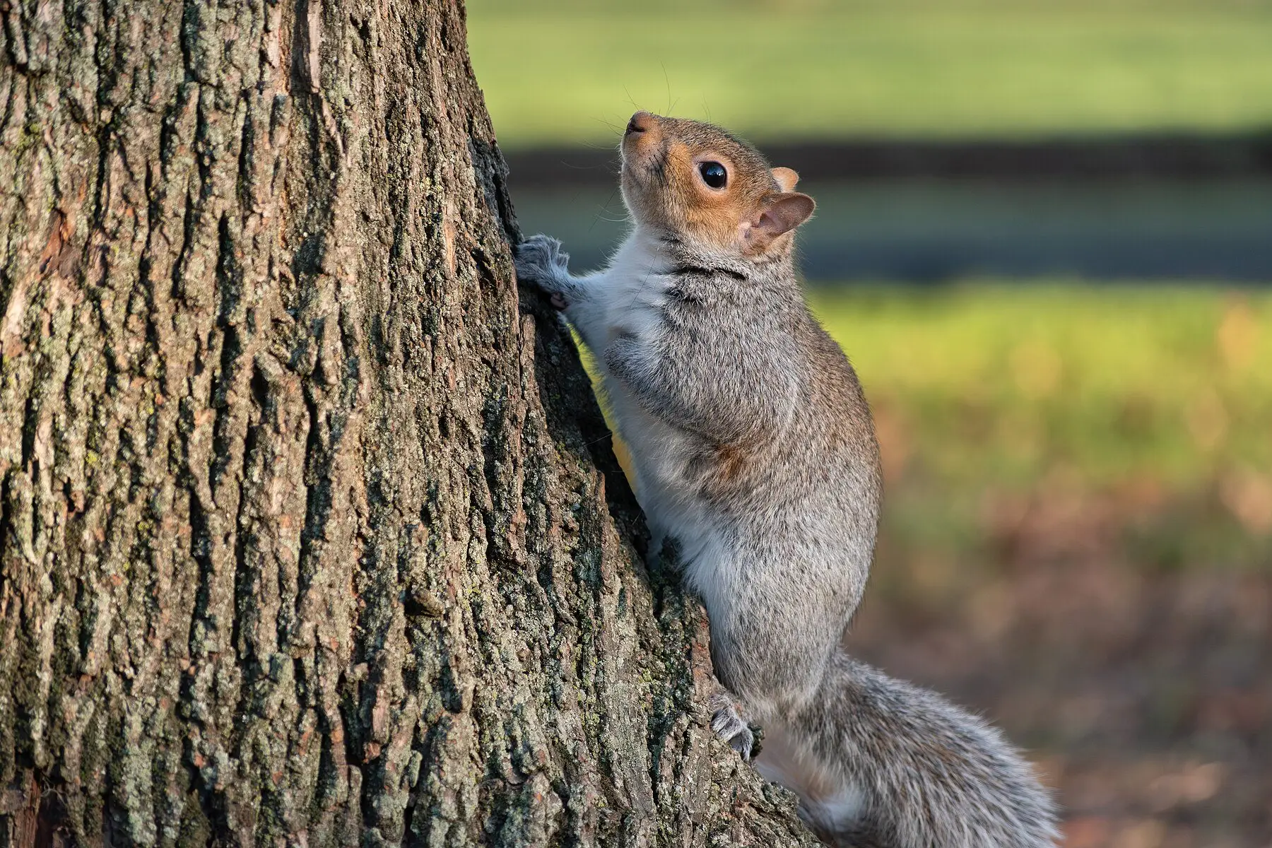 A grey squirrel clinging partway up a broad tree trunk, looking upward into the canopy