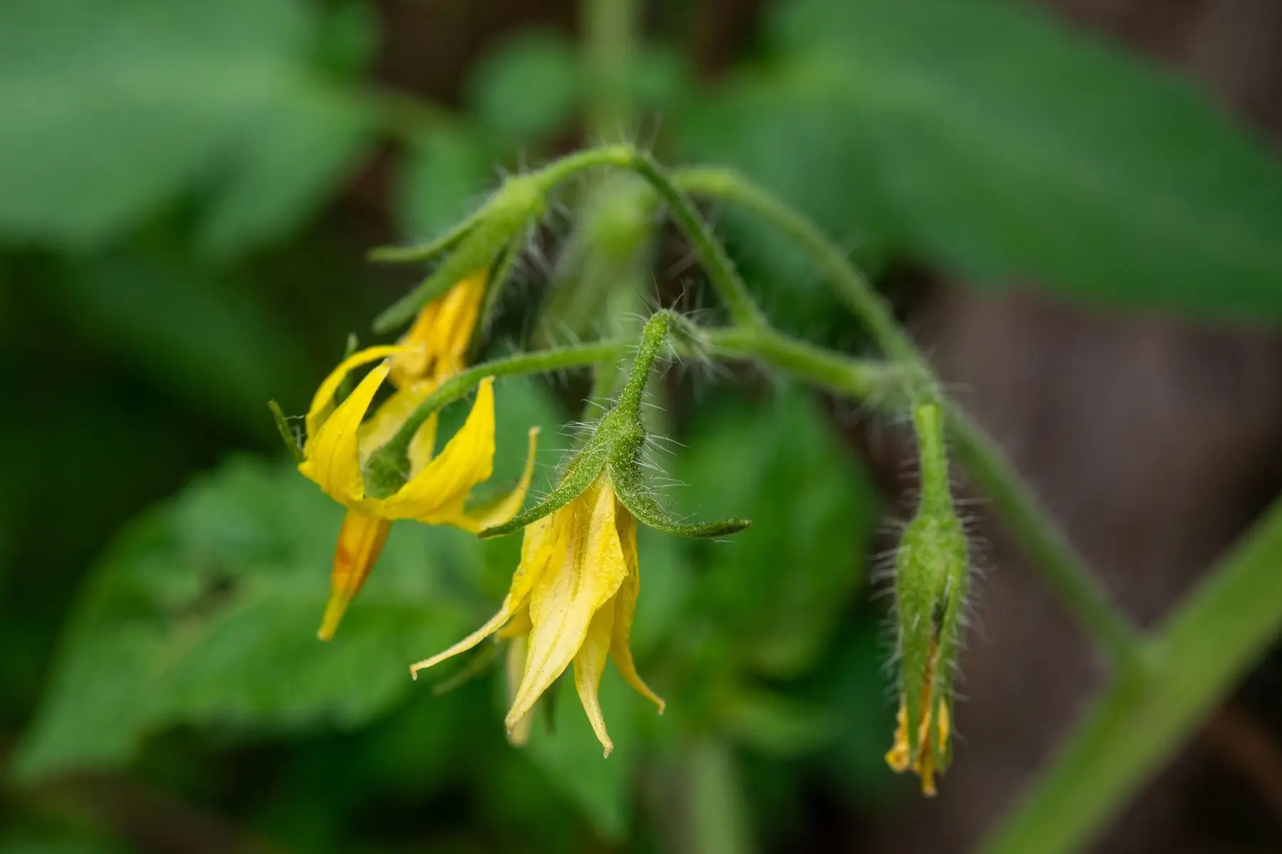 A tomato flower truss with two open yellow flowers and unopened buds on a hairy green stem