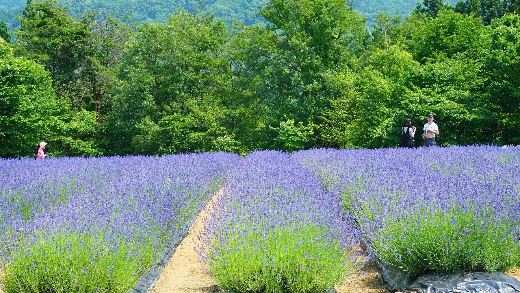 Rows of lavender in full flower in early summer