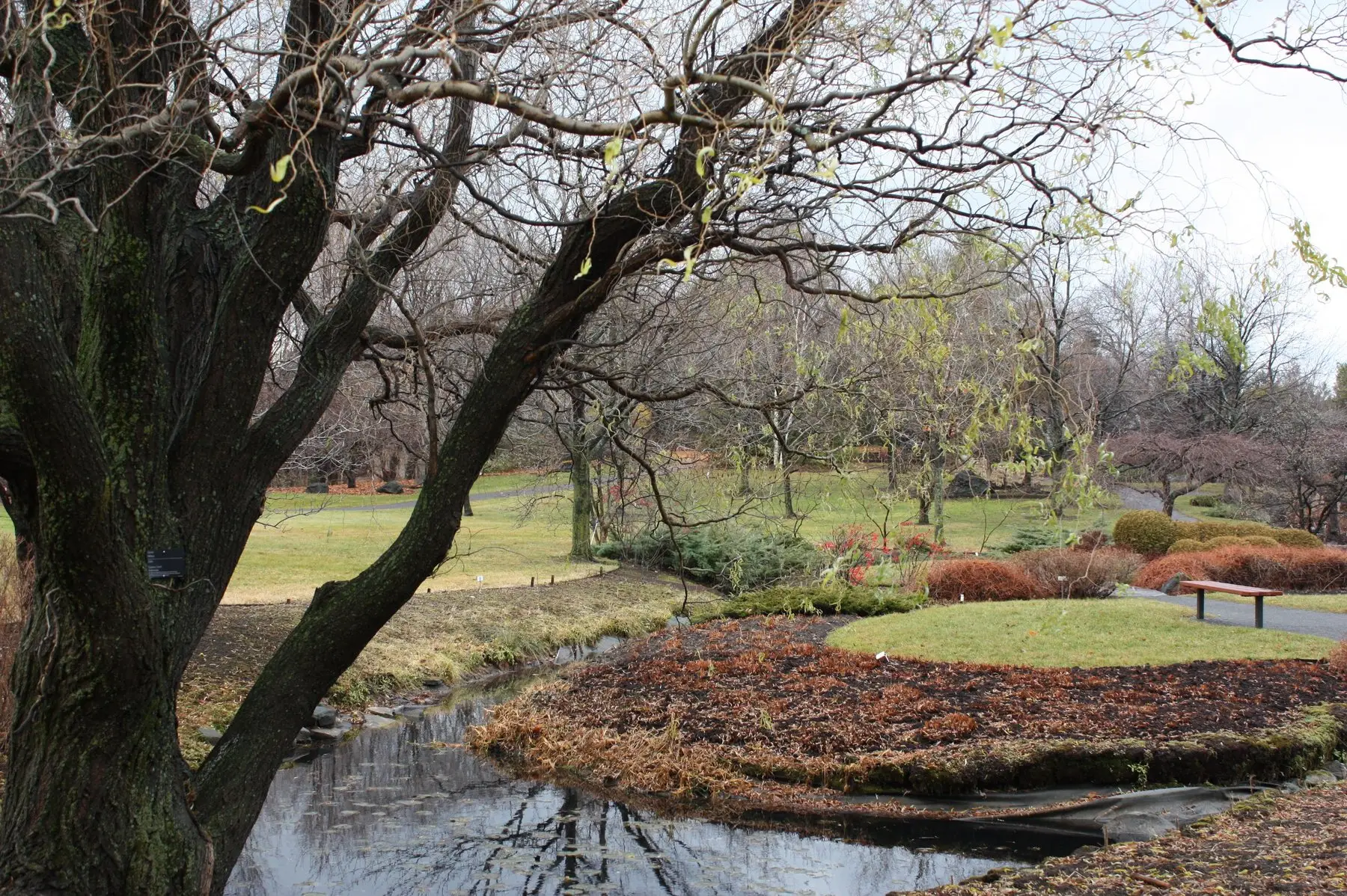 A garden of bare dormant trees in early spring, a few buds just breaking, beside a stream and mulched beds