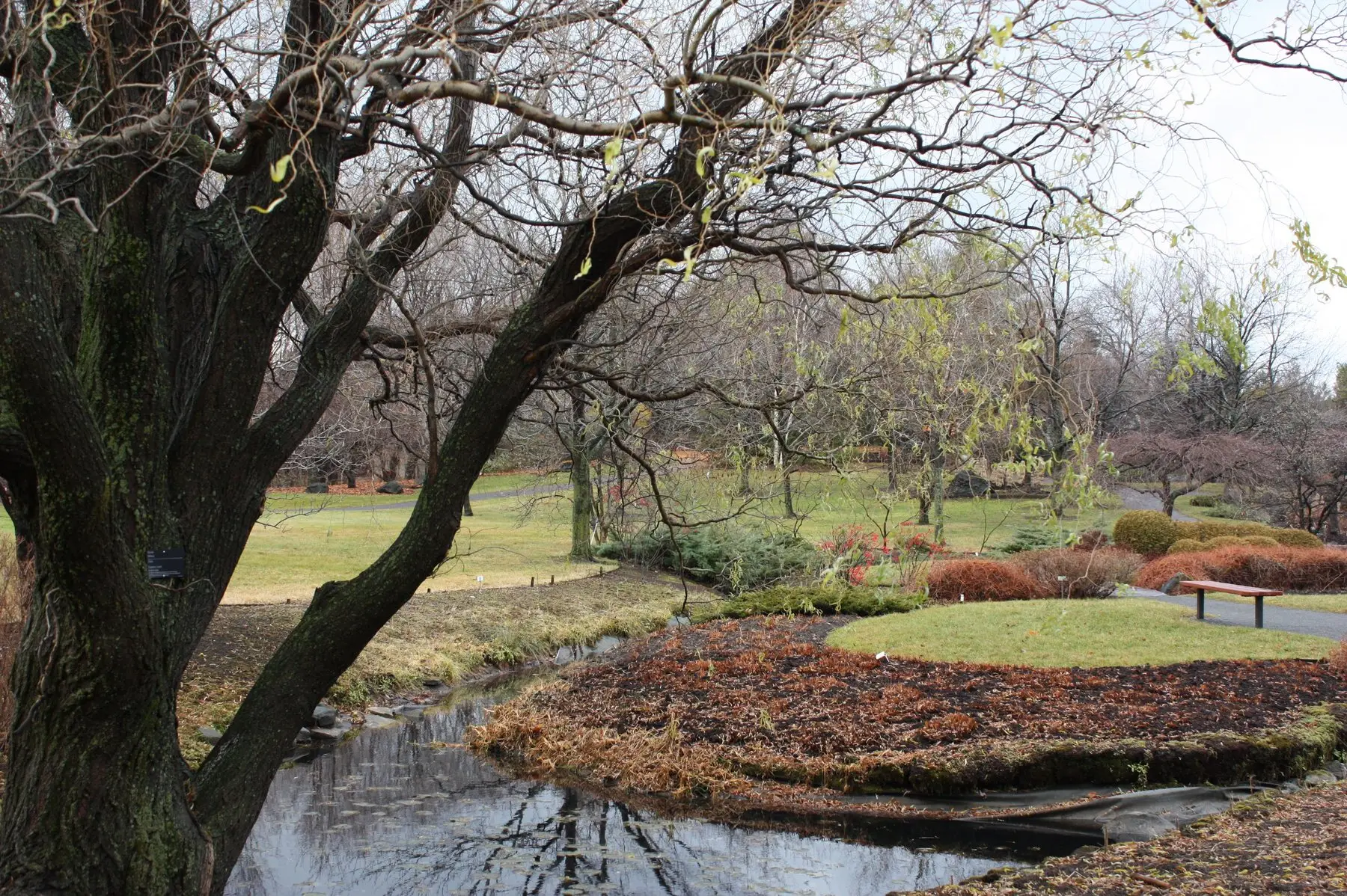 A garden of bare dormant trees in early spring, a few buds just breaking, beside a stream and mulched beds