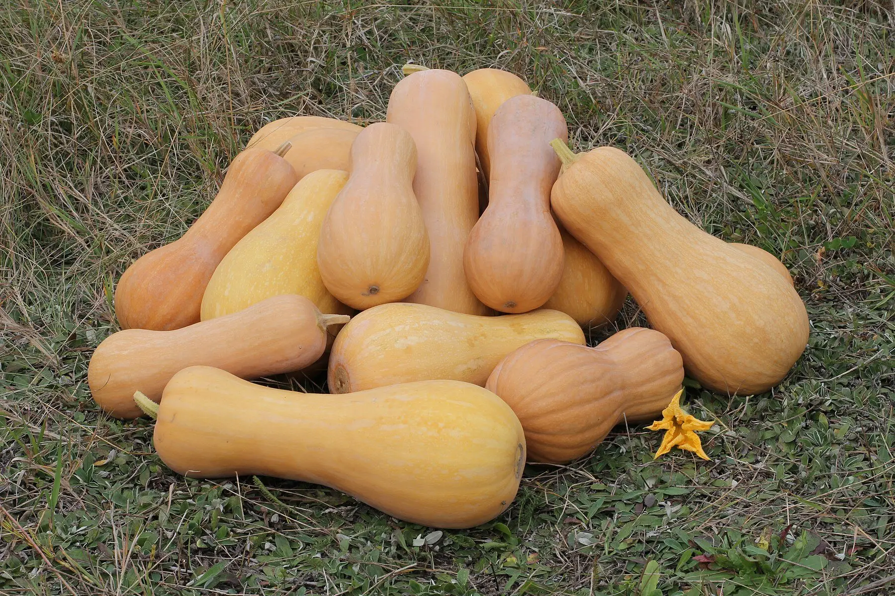 Harvested butternut squash piled on grass