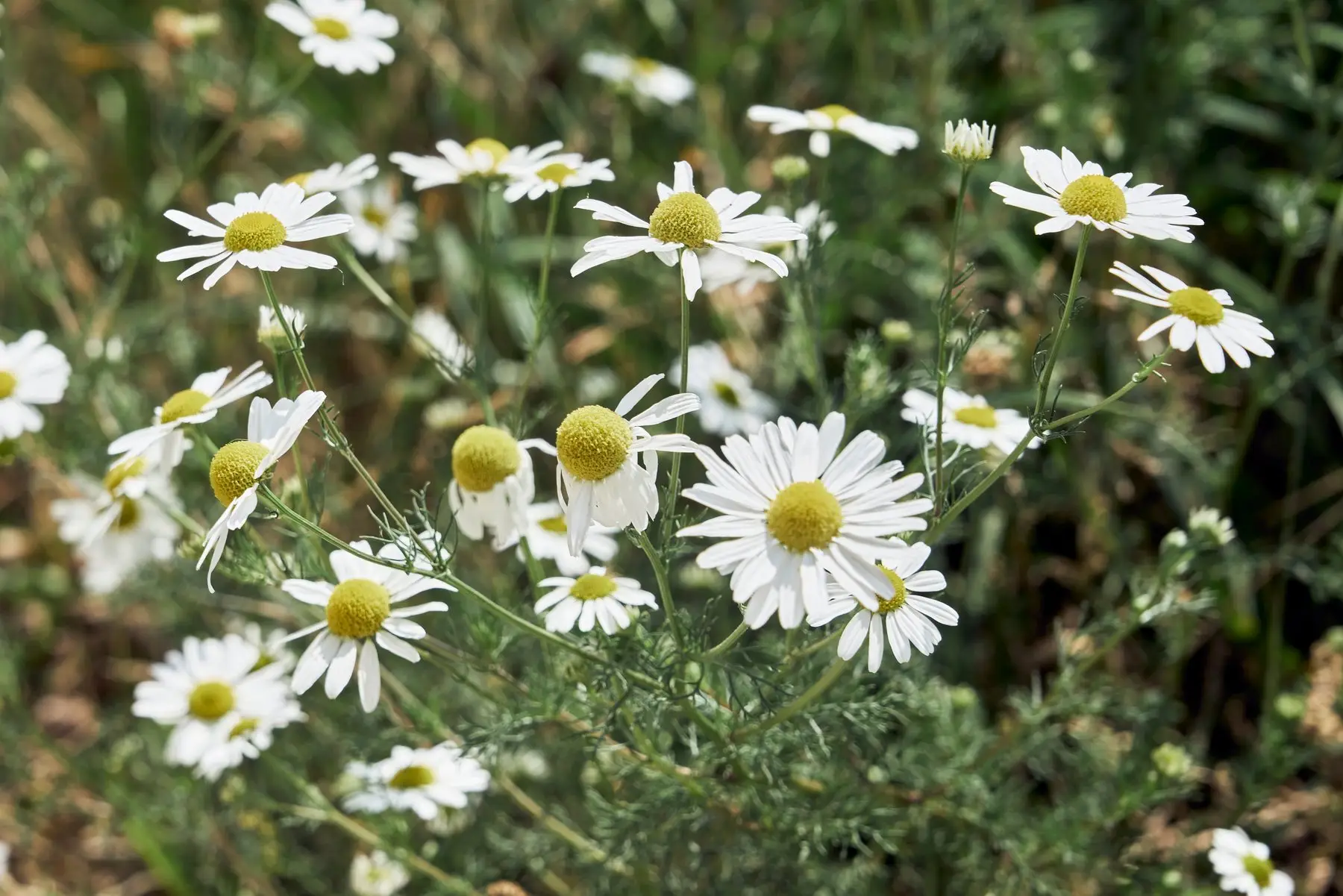 German chamomile in flower, showing heads at both stages — petals flat with a domed yellow centre, and others with petals folded fully back
